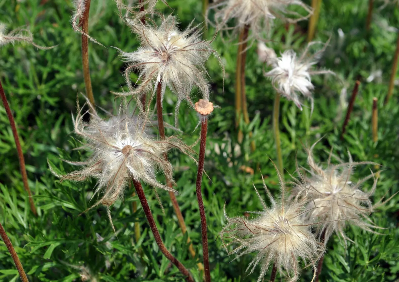 Pasque Flower (Pulsatilla Vulgaris) — blue flowers in the garden; appreciated for its ornamental value, image 118