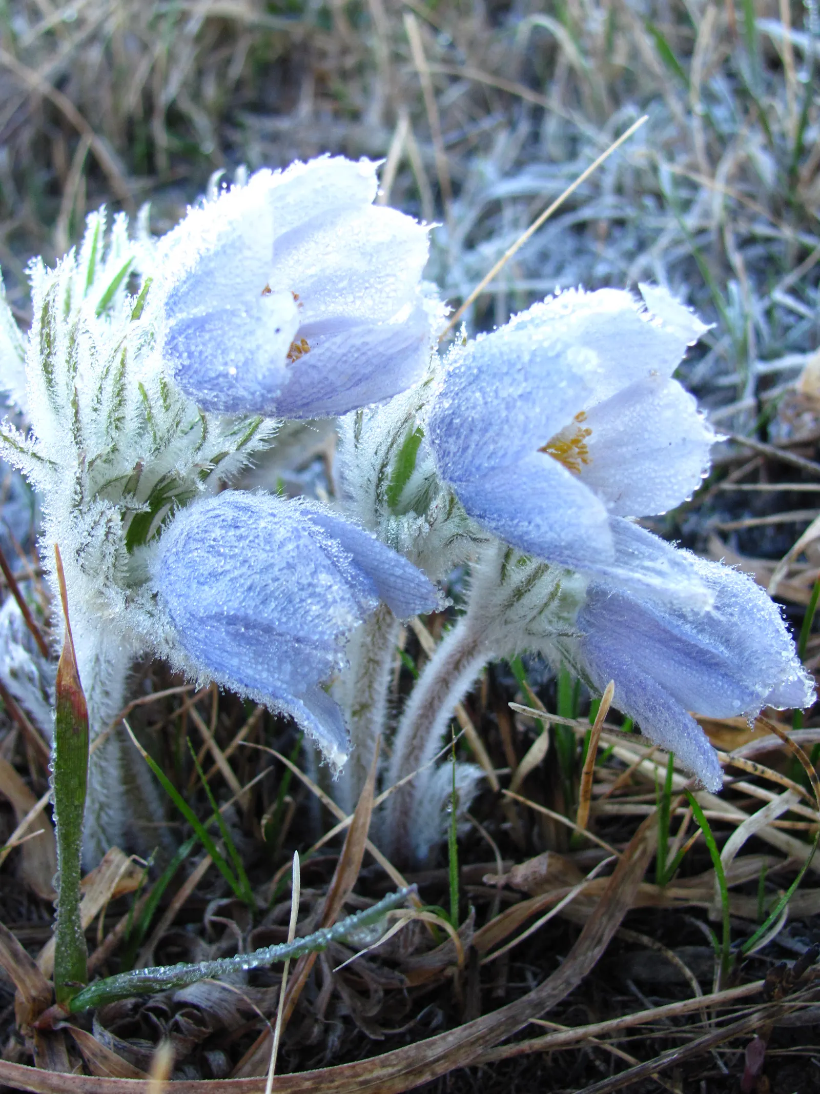 Pasque Flower (Pulsatilla Vulgaris) — textured backdrop for its showy blossoms; as Pulsatilla vulgaris is sensitive to excessive moisture, image 77