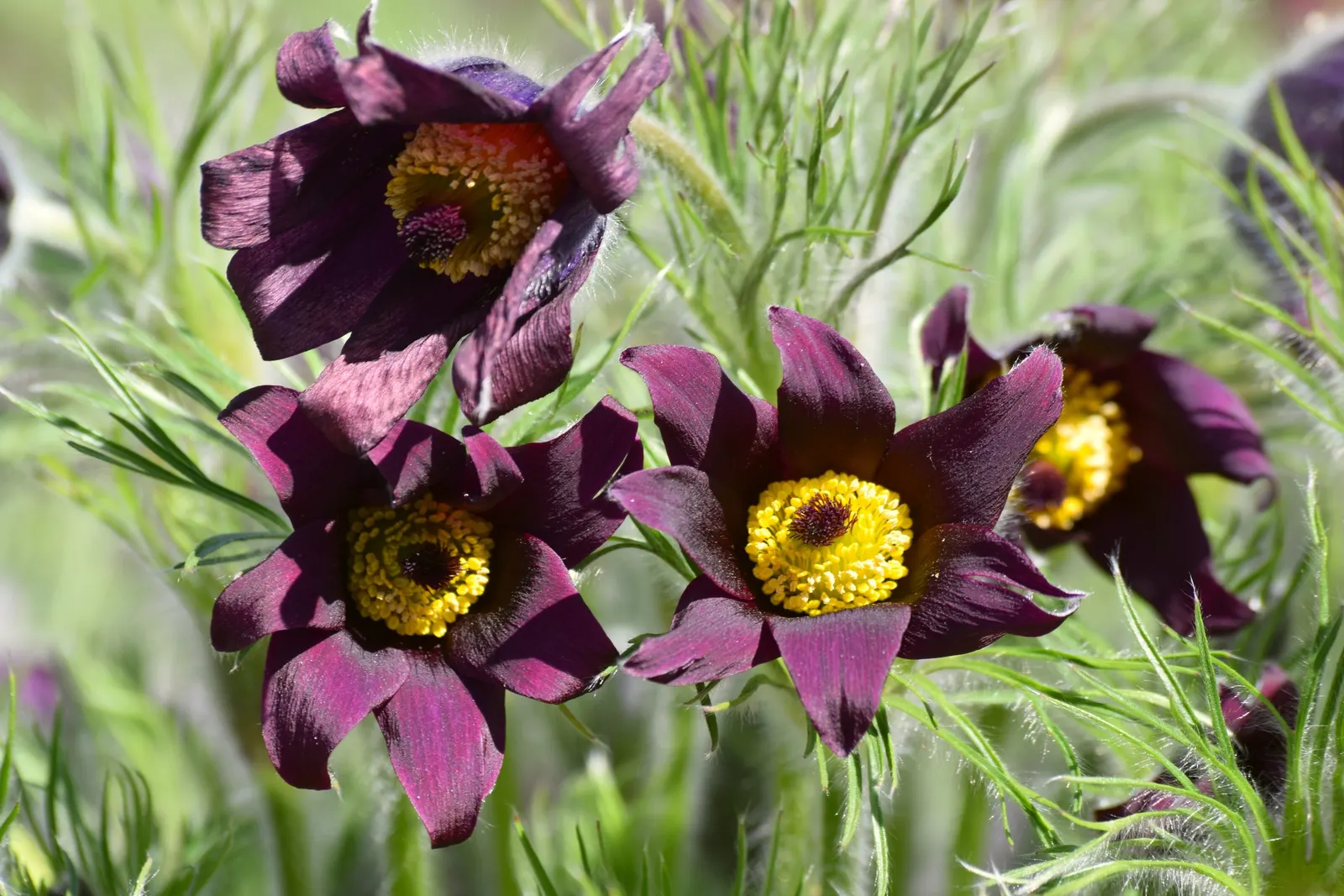 Pasque Flower (Pulsatilla Vulgaris) — followed by distinctive feathery seed heads; fern-like foliage that emerges with a silvery hue, image 187