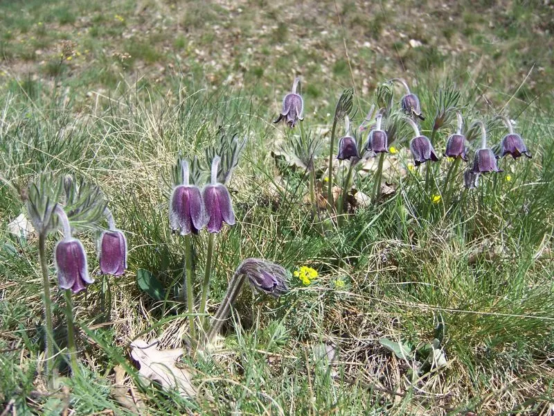 Pasque Flower (Pulsatilla Vulgaris) — are bell-shaped and measure about 2 to 2.5 inches in diameter; is a charming and resilient herbaceous, image 79