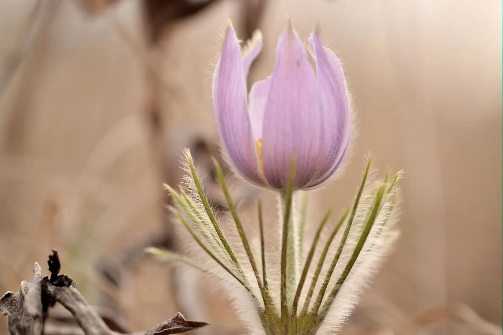 Pasque Flower (Pulsatilla Vulgaris) — adding a warm contrast.<br><br>As the season progresses; adding textured interest to rock gardens and borders, image 113