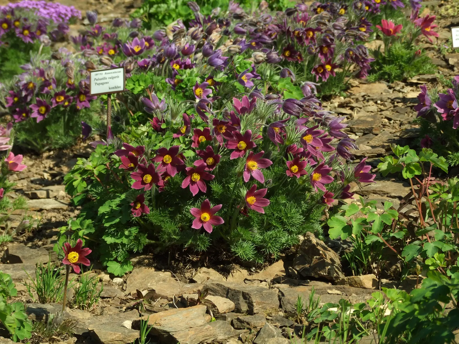 Pasque Flower (Pulsatilla Vulgaris) — growing to a mature size of around 8-12 inches in height and width; bell-shaped blooms in violet, image 95