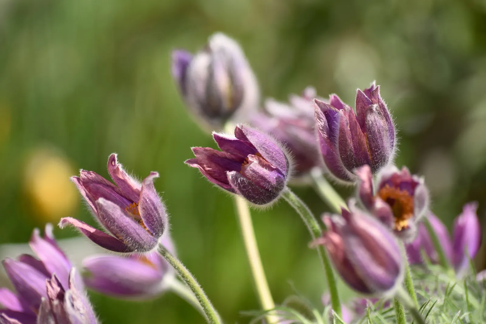 Pasque Flower (Pulsatilla Vulgaris) — making it an excellent low-growing ground cover or border plant.<br><br>With fine; this plant is hardy in, image 165