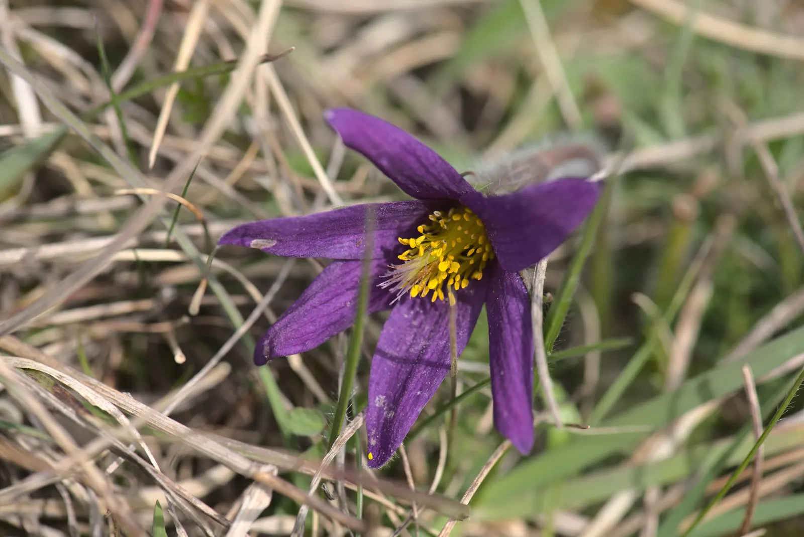 Pasque Flower (Pulsatilla Vulgaris) — this plant is hardy in USDA zones 4 to 8 and thrives in full sun to partial shade; and even white varieties, image 162