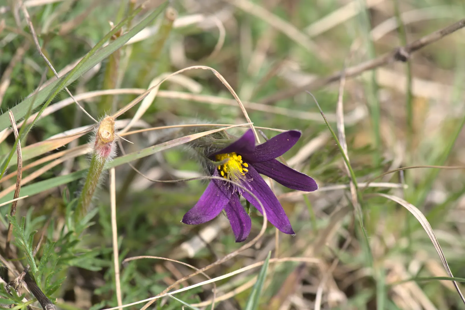 Pasque Flower (Pulsatilla Vulgaris) — bell-shaped blooms in violet; originating from European meadows and prairies