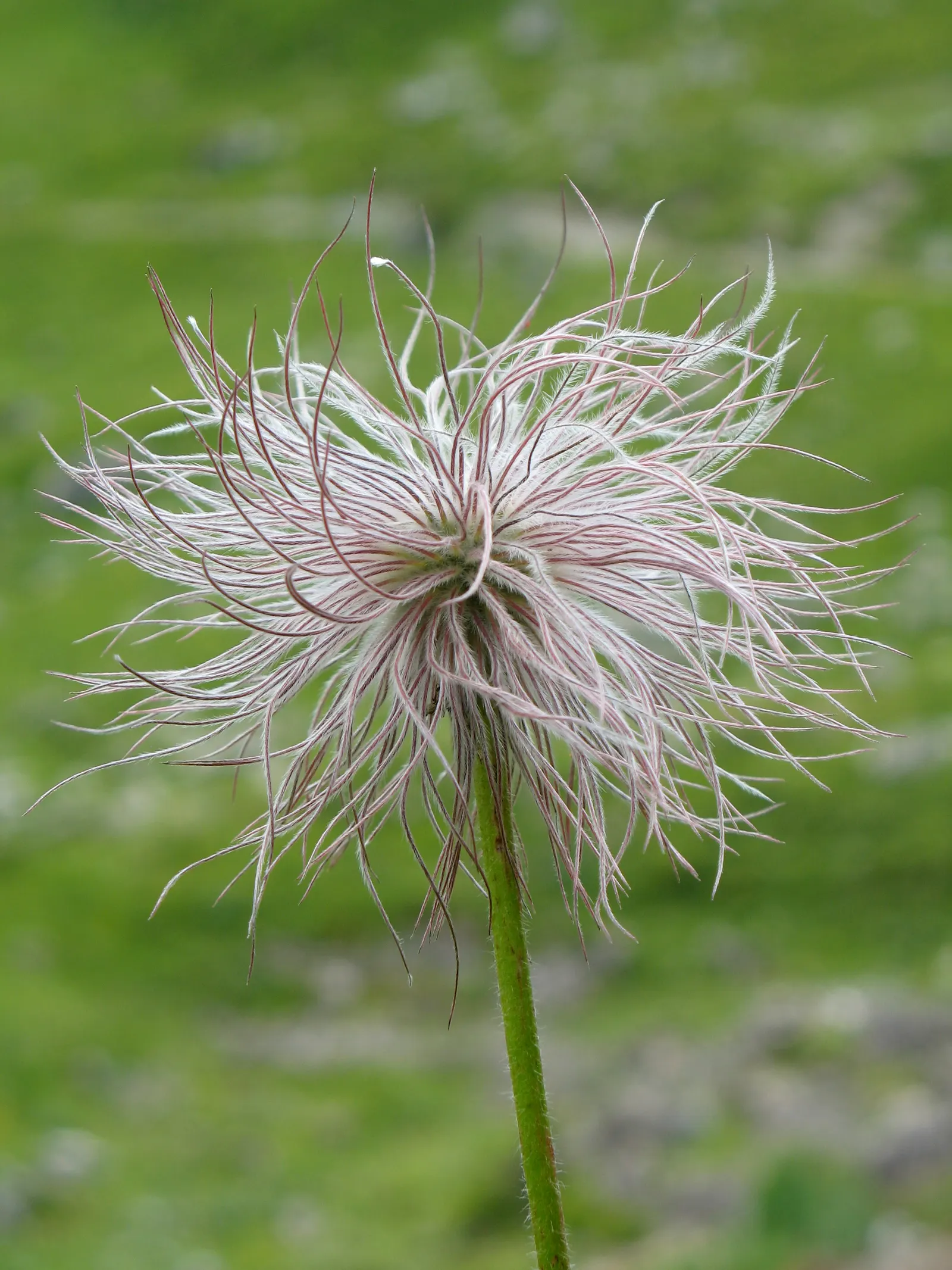 Pasque Flower (Pulsatilla Vulgaris) — Pulsatilla vulgaris typically grows to a height of 6 to 8 inches tall and spreads about the same in width; growing to a