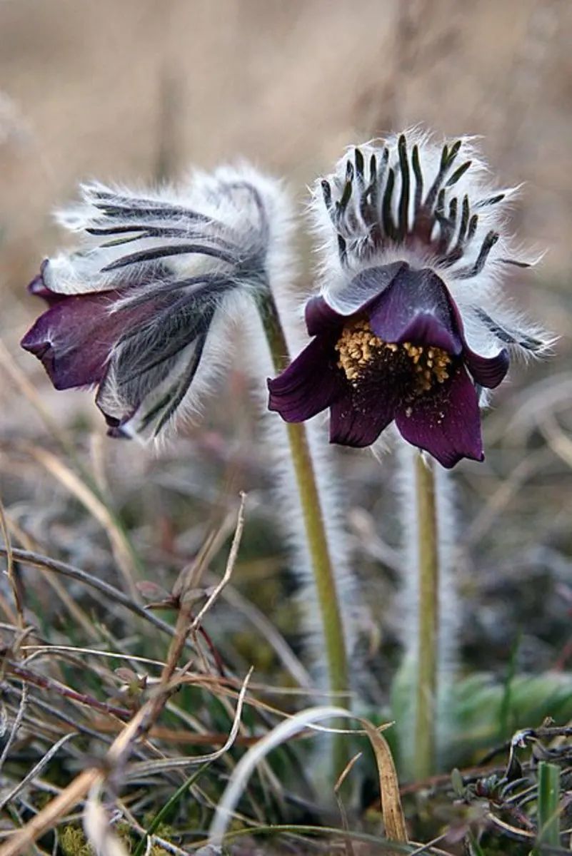 Pasque Flower (Pulsatilla Vulgaris) — this European native prefers well-drained soil; ensure the planting site has well-draining soil, image 124