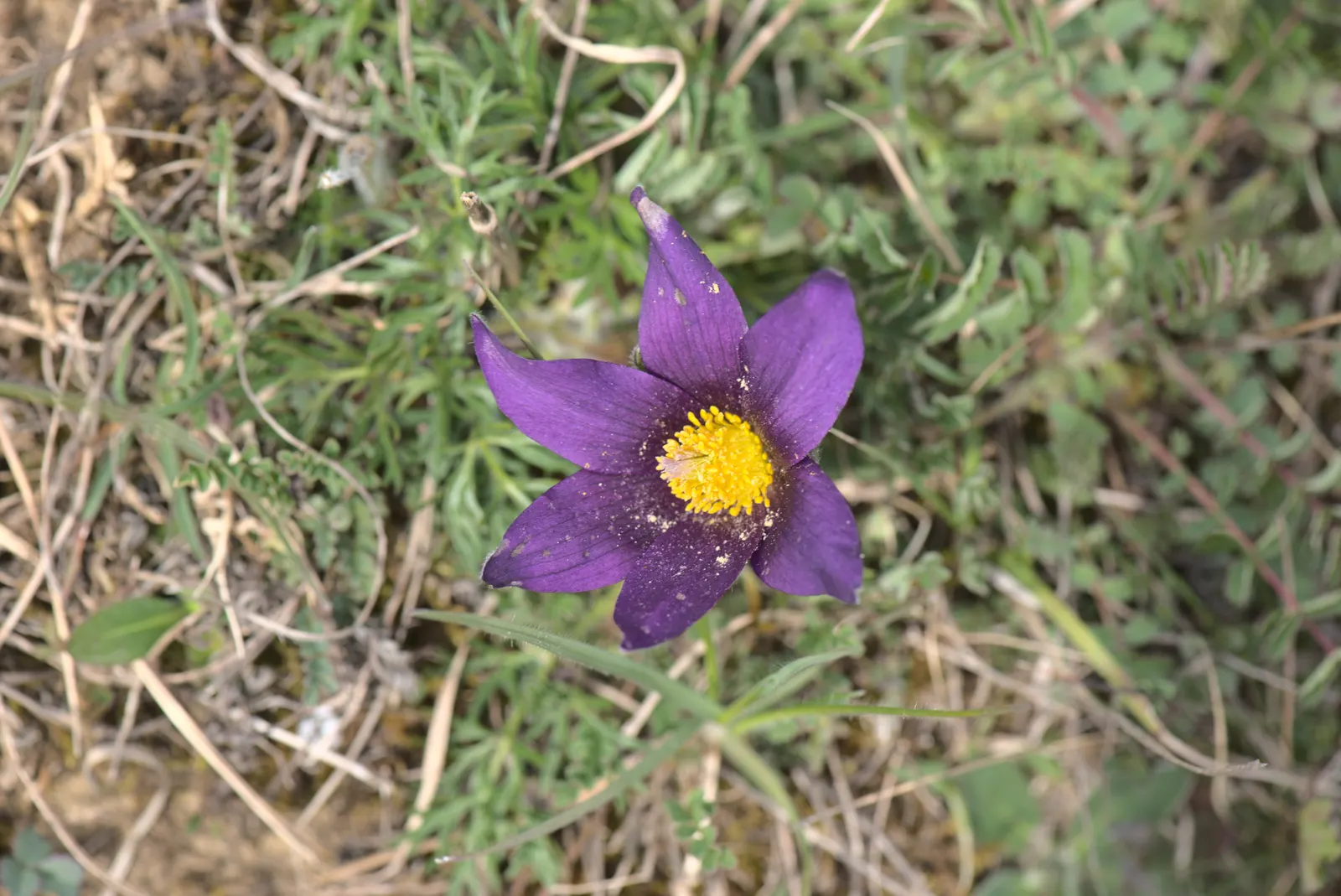 Pasque Flower (Pulsatilla Vulgaris) — and even white varieties exist for a softer accent; the Pasque Flower's distinctive seed heads develop, image 141