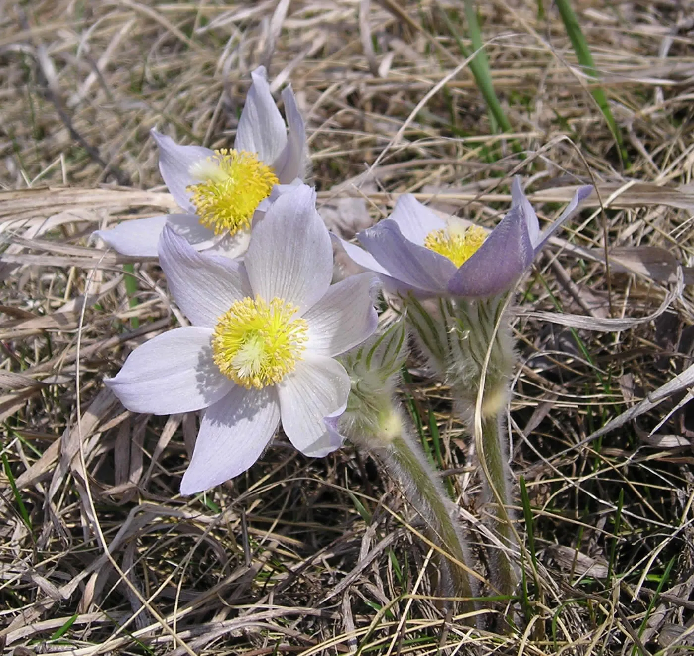 Pasque Flower (Pulsatilla Vulgaris) — Each bloom is crowned with golden-yellow stamens; the Pasque Flower (Pulsatilla vulgaris) is a captivating perennial