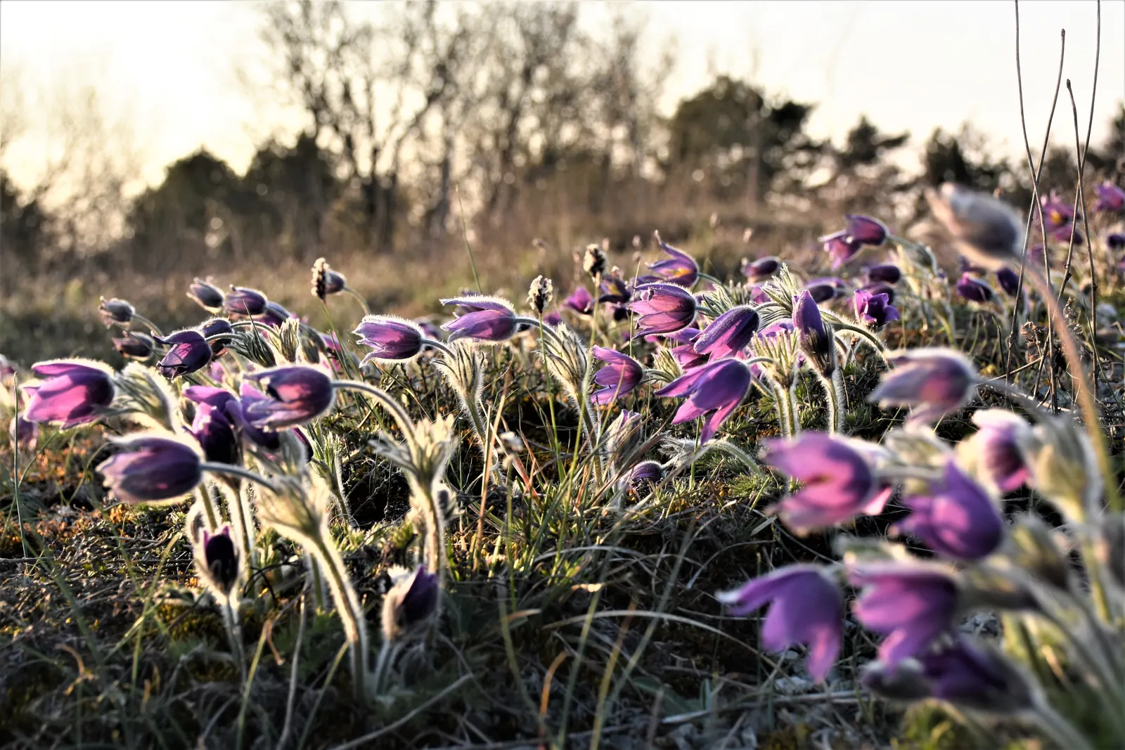 Pasque Flower (Pulsatilla Vulgaris) — It prefers a neutral to slightly alkaline pH and will require minimal maintenance once established; its, image 117