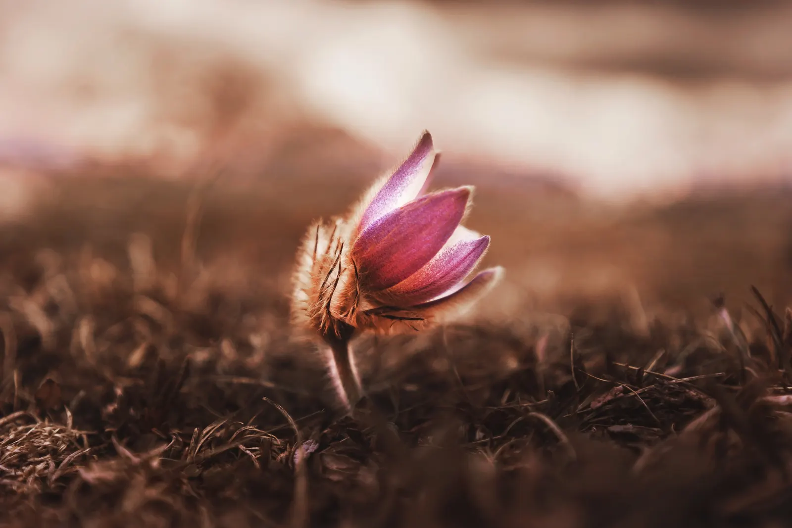 Pasque Flower (Pulsatilla Vulgaris) — are bell-shaped and measure about 2 to 2.5 inches in diameter