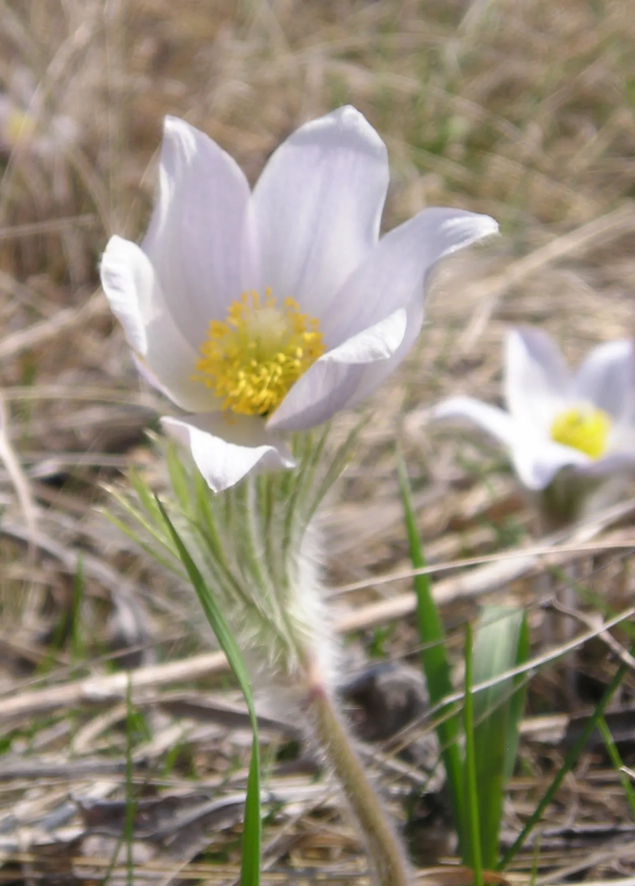 Pasque Flower (Pulsatilla Vulgaris) — are bell-shaped and measure about 2 to 2.5 inches in diameter; is a charming and resilient herbaceous, image 139