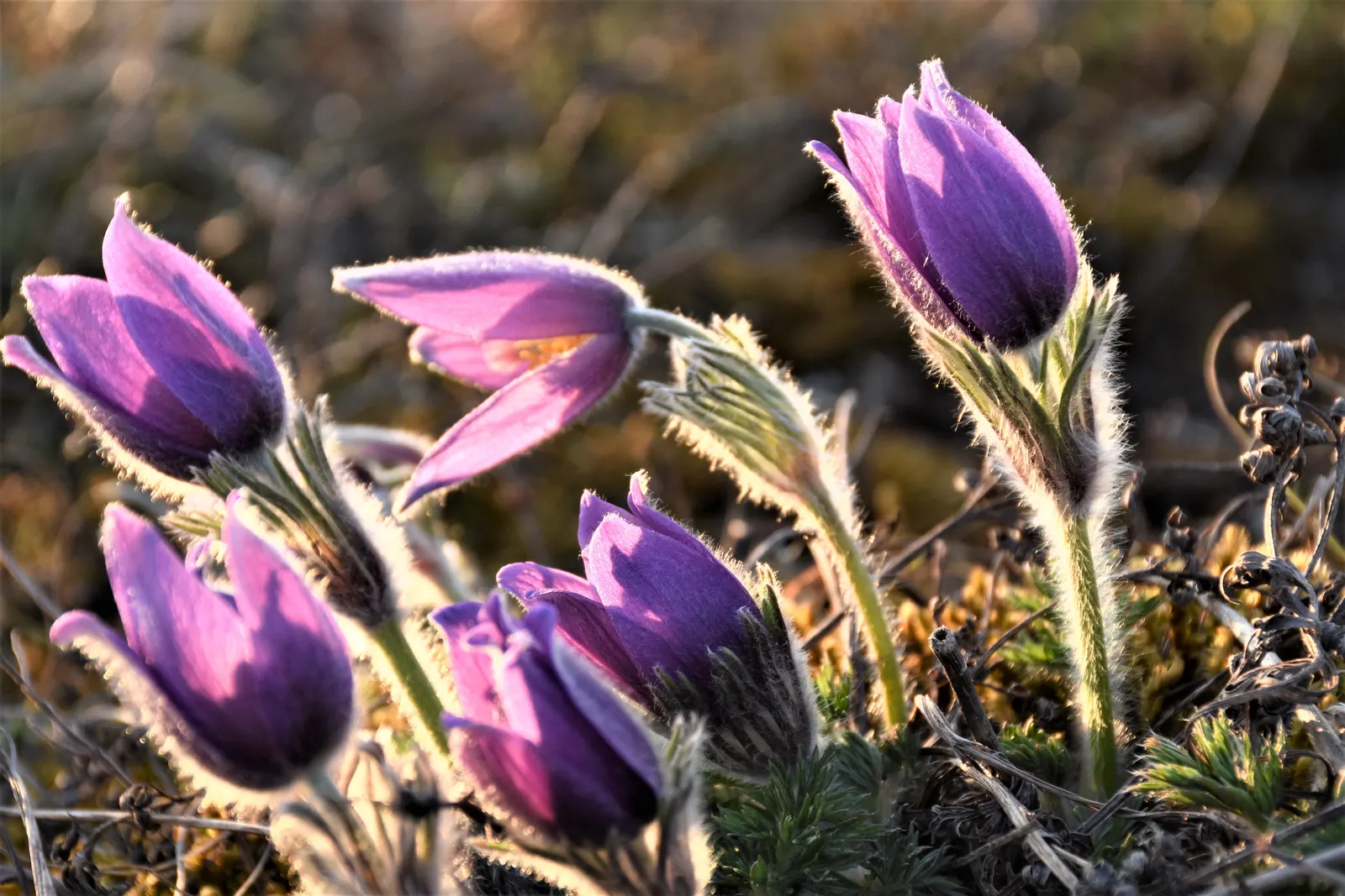 Pasque Flower (Pulsatilla Vulgaris) — perennial for full or half or shade; it prefers a neutral to slightly alkaline pH and will require minimal, image 150