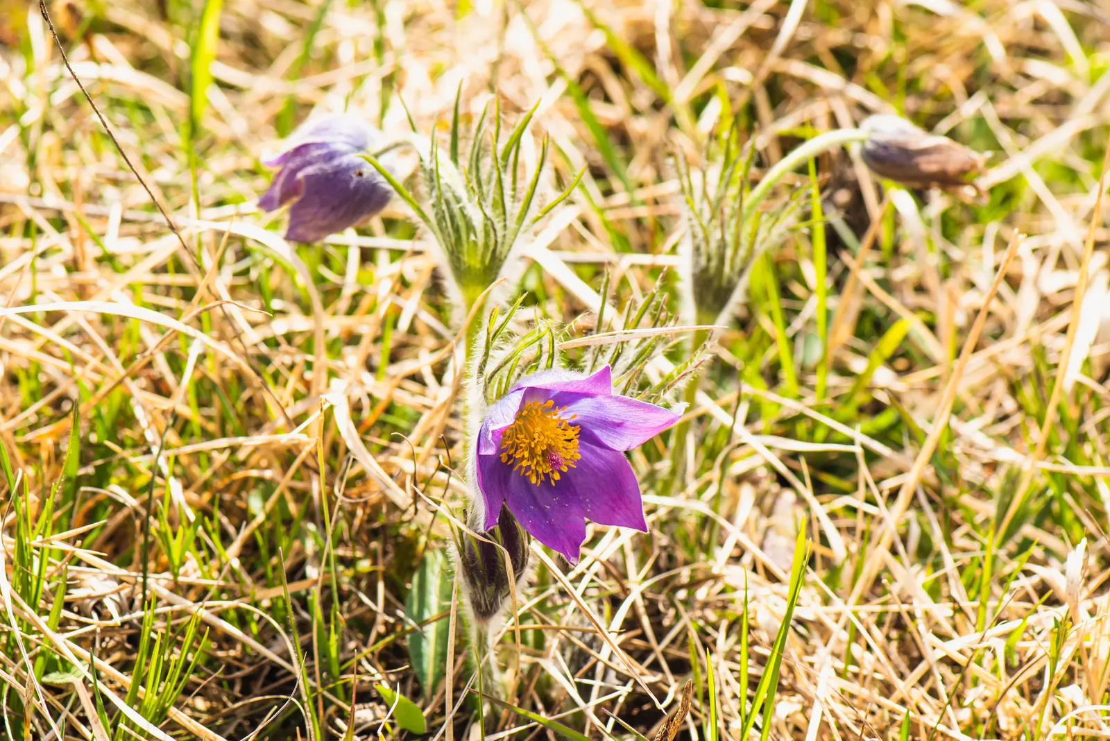 Pasque Flower (Pulsatilla Vulgaris) — as Pulsatilla vulgaris is sensitive to excessive moisture