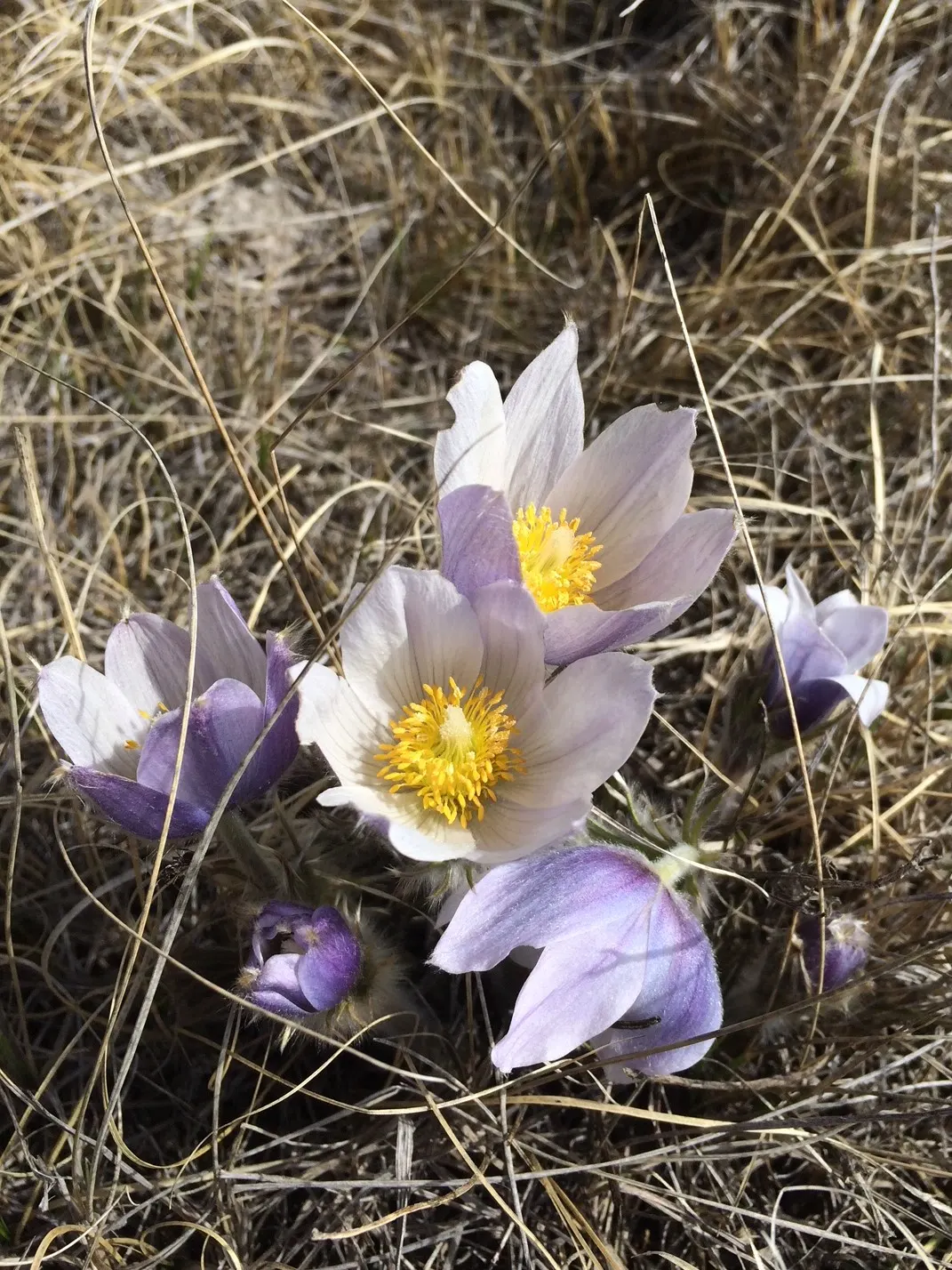 Pasque Flower (Pulsatilla Vulgaris) — Flourishing in full sun to part shade