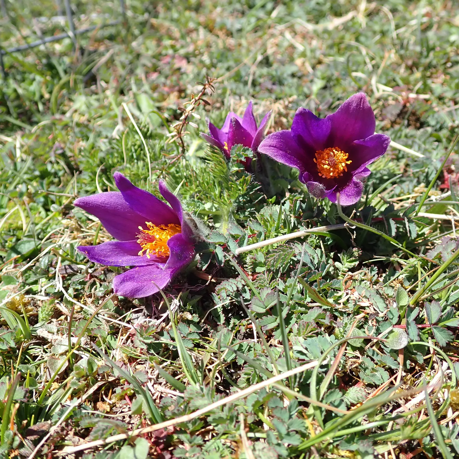 Pasque Flower (Pulsatilla Vulgaris) — Appreciated for its ornamental value; blue flowers in the garden, image 163