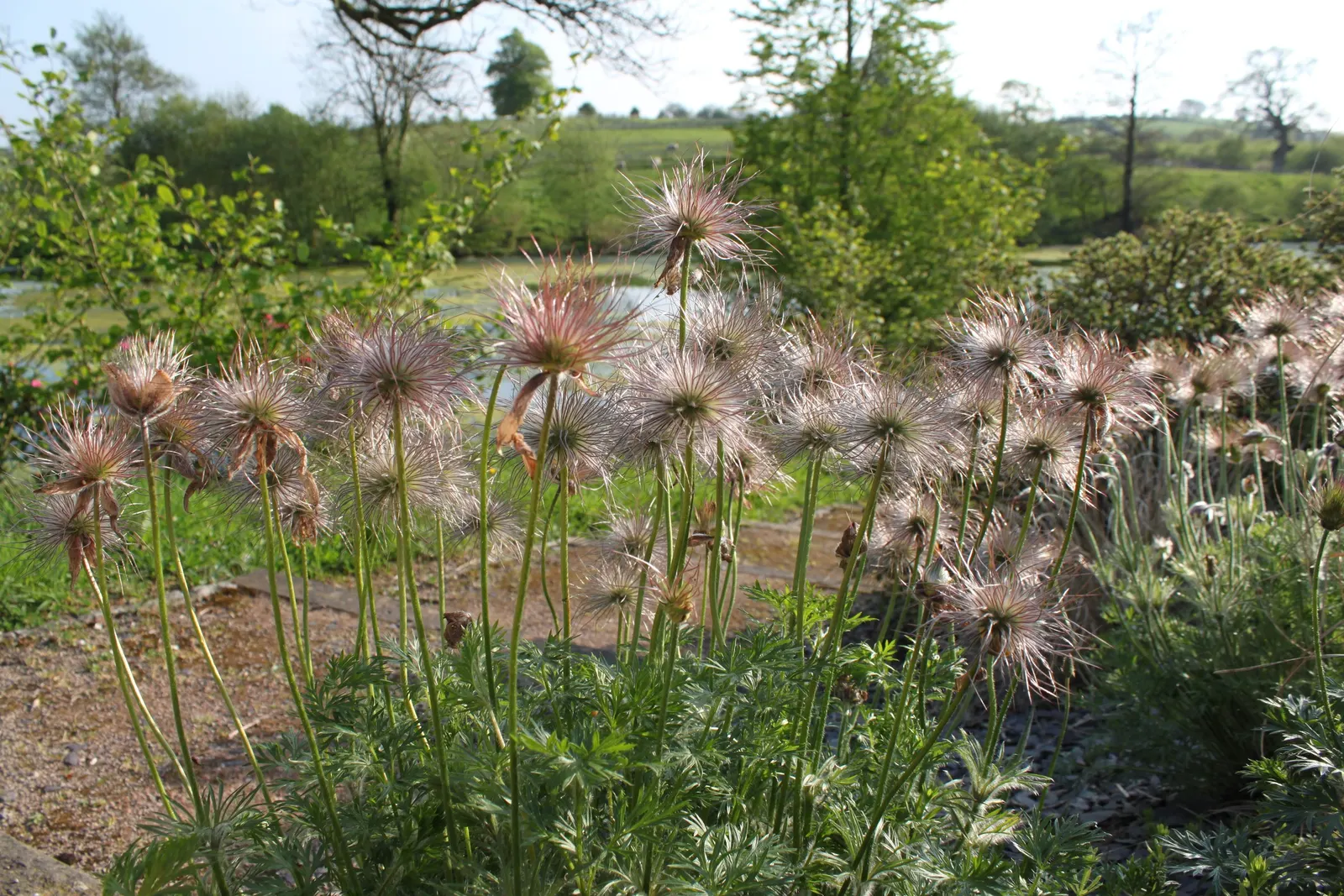 Pasque Flower (Pulsatilla Vulgaris) — growing to a mature size of around 8-12 inches in height and width; bell-shaped blooms in violet, image 185