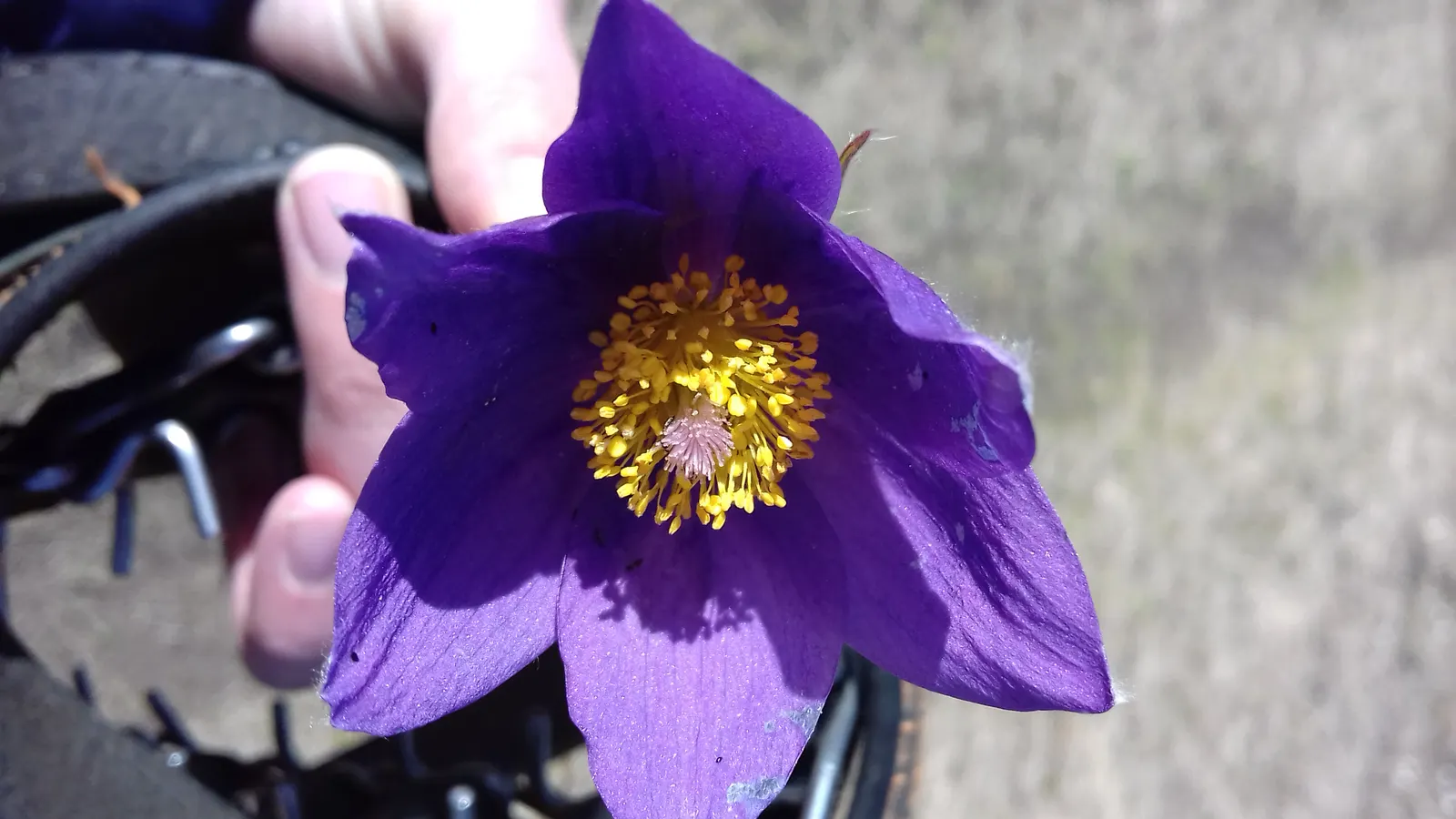 Pasque Flower (Pulsatilla Vulgaris) — Originating from European meadows and prairies; pulsatilla vulgaris typically grows to a height of 6 to 8, image 71
