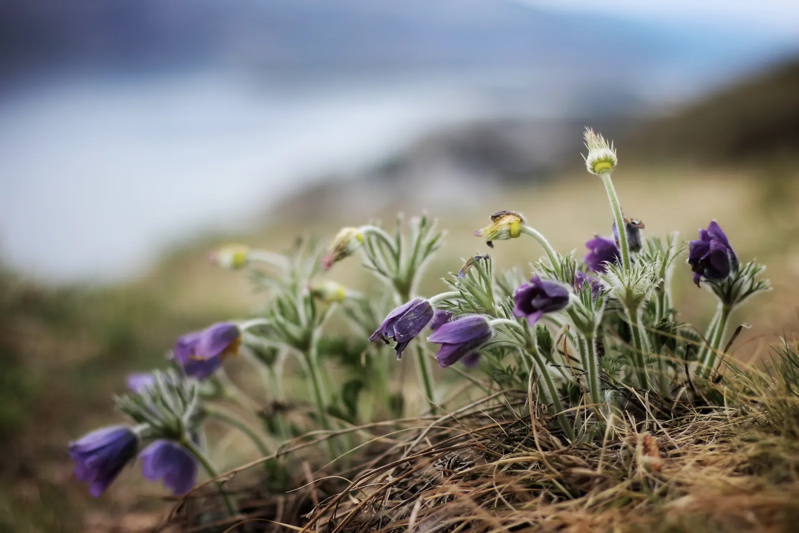 Pasque Flower (Pulsatilla Vulgaris) — The Pasque Flower (Pulsatilla vulgaris) is a captivating perennial
