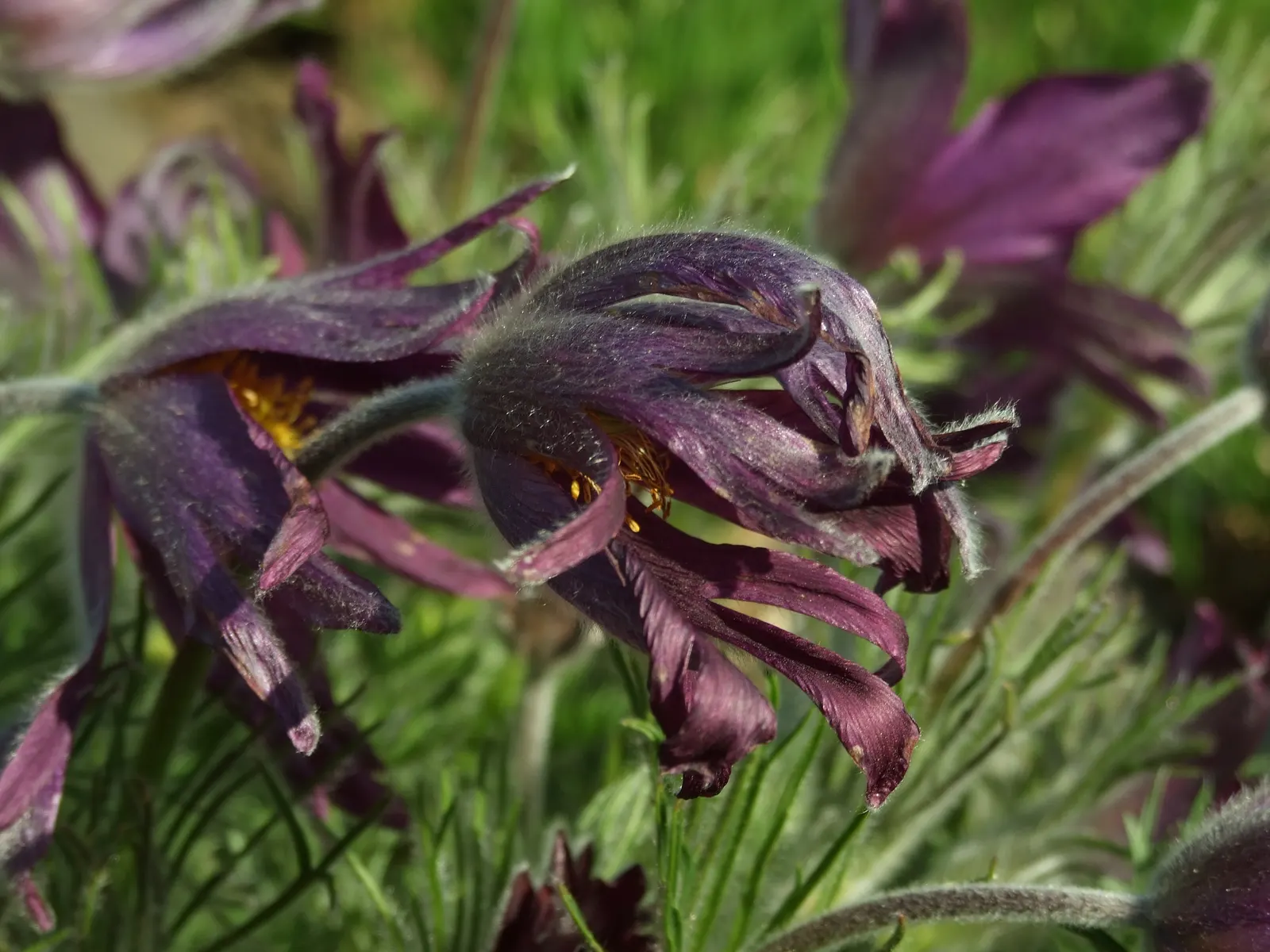Pasque Flower (Pulsatilla Vulgaris) — appearing from early to mid-spring
