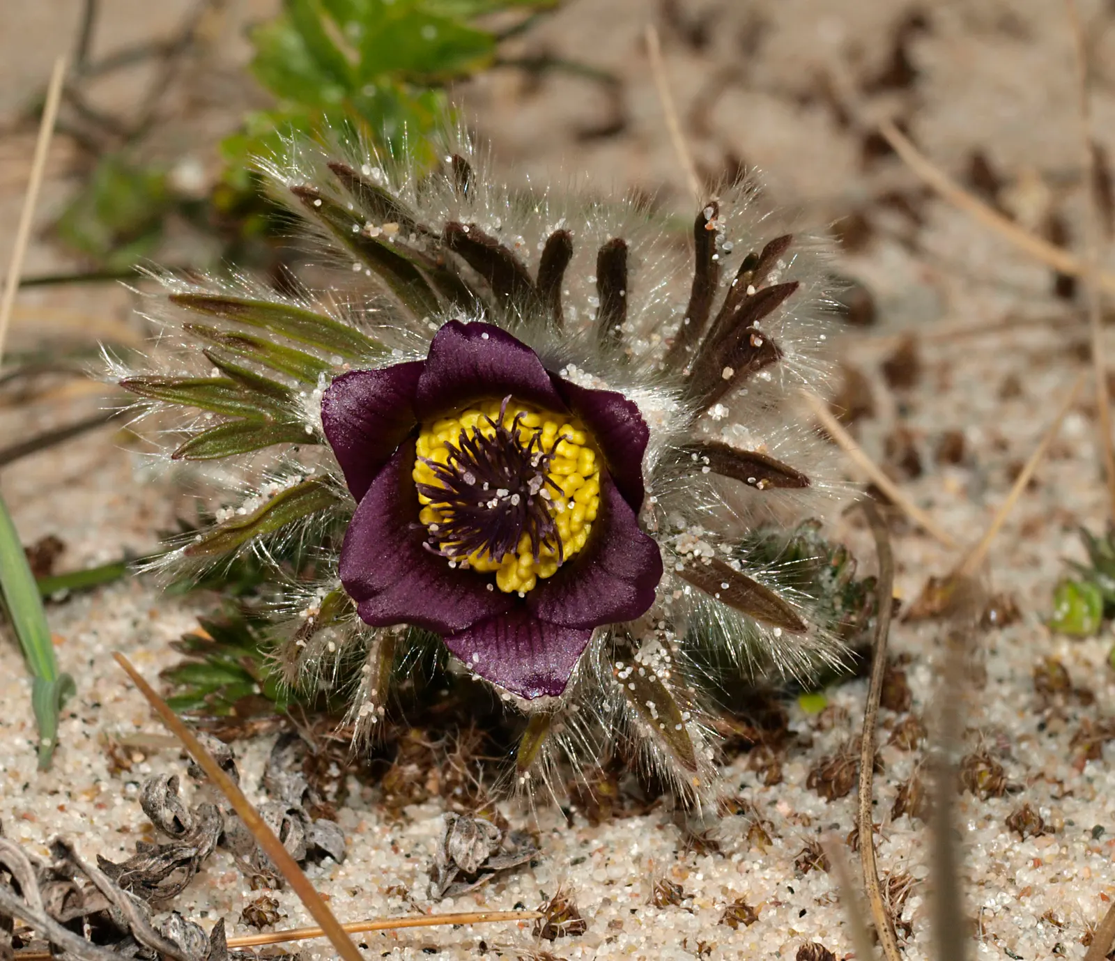 Pasque Flower (Pulsatilla Vulgaris) — blue flowers in the garden