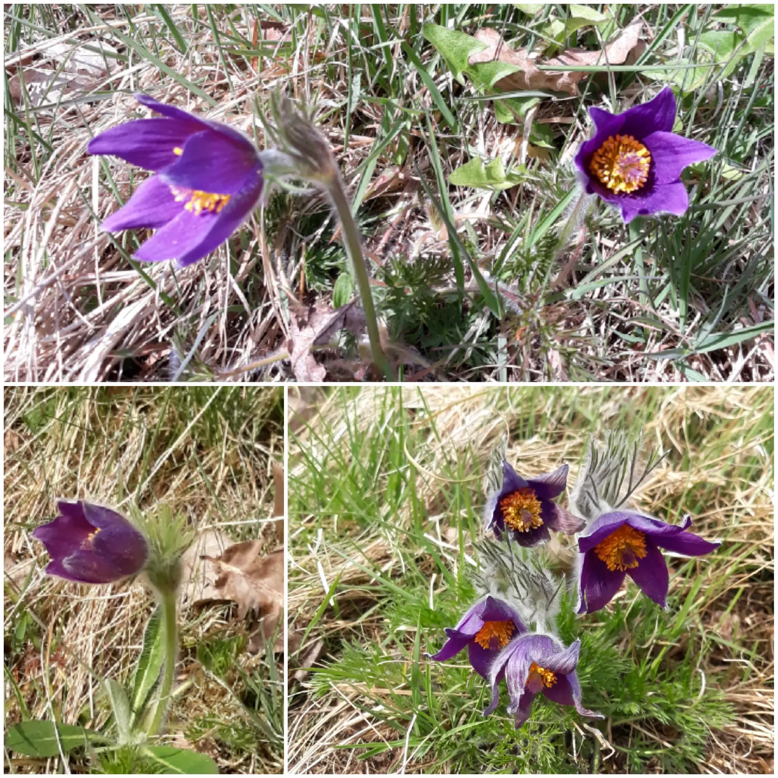 Pasque Flower (Pulsatilla Vulgaris) — It prefers a neutral to slightly alkaline pH and will require minimal maintenance once established; its delicate flowers