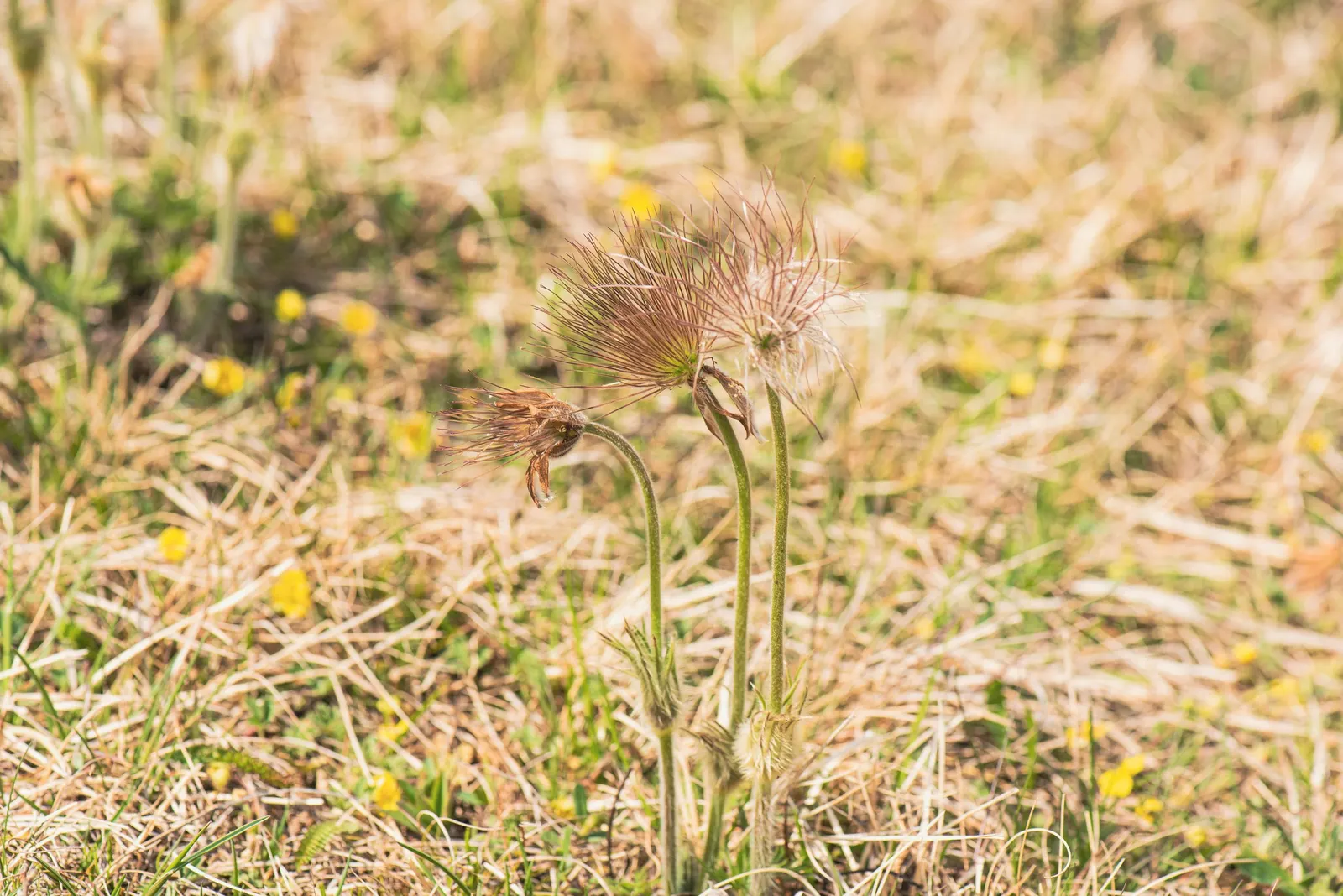 Pasque Flower (Pulsatilla Vulgaris) — adding textured interest to rock gardens and borders; adding a warm contrast.<br><br>As the season progresses