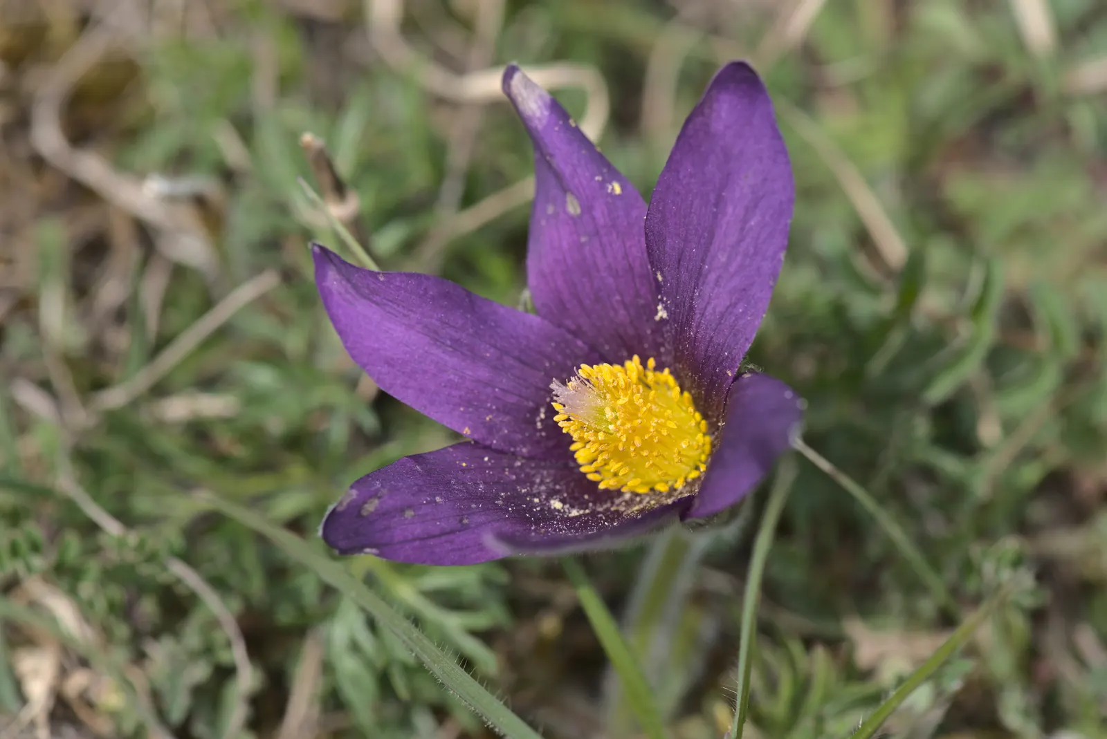Pasque Flower (Pulsatilla Vulgaris) — followed by distinctive feathery seed heads; fern-like foliage that emerges with a silvery hue, image 127