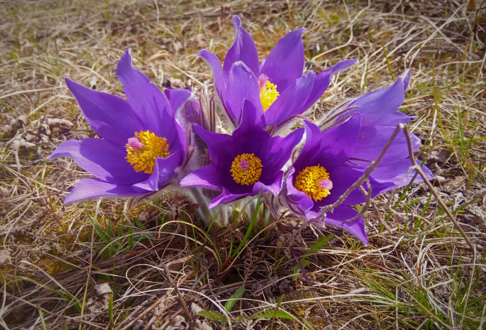 Pasque Flower (Pulsatilla Vulgaris) — growing to a mature size of around 8-12 inches in height and width; bell-shaped blooms in violet, image 65