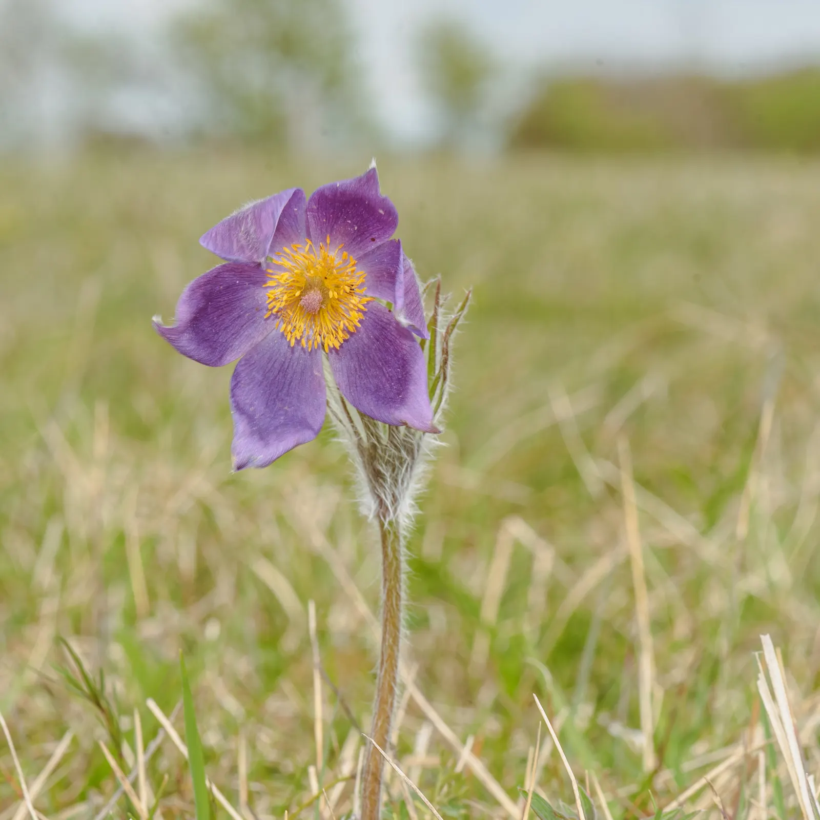 Pasque Flower (Pulsatilla Vulgaris) — bell-shaped blooms in violet; originating from European meadows and prairies, image 92