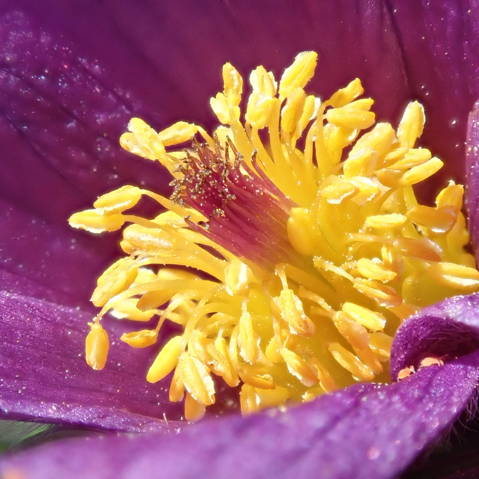 Pasque Flower (Pulsatilla Vulgaris) — the Pasque Flower's distinctive seed heads develop; making it an excellent low-growing ground cover or border, image 174