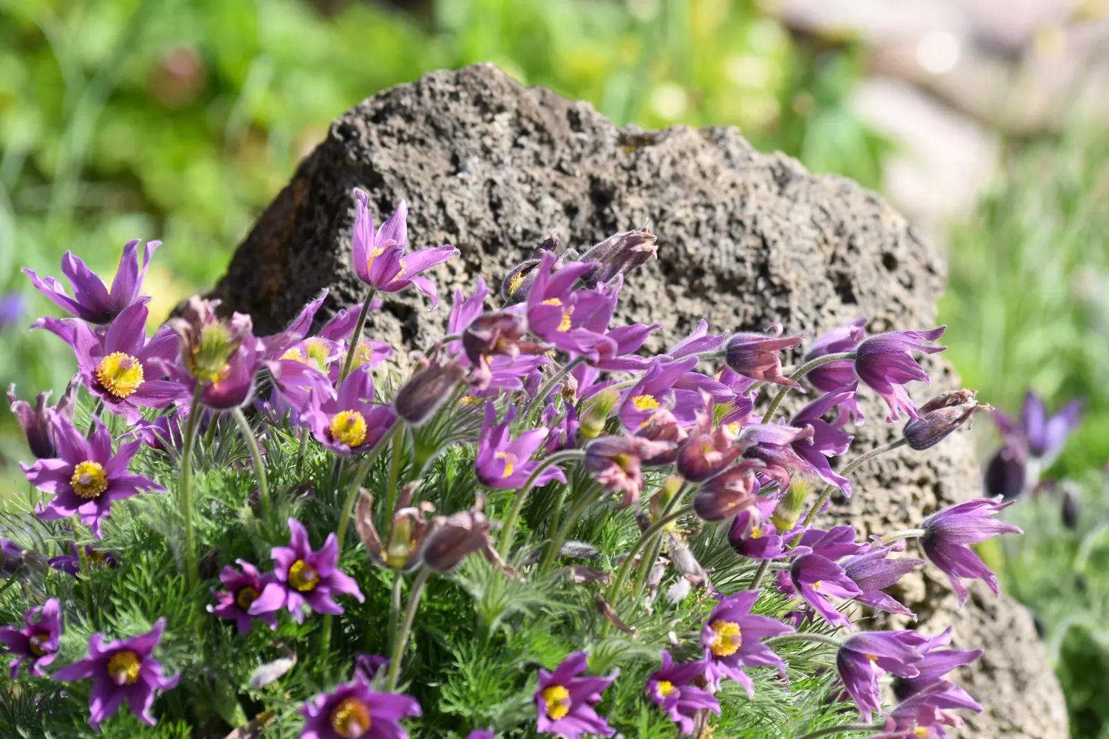 Pasque Flower (Pulsatilla Vulgaris) — appearing from early to mid-spring; flourishing in full sun to part shade, image 78