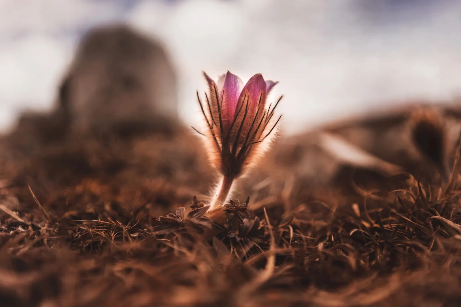 Pasque Flower (Pulsatilla Vulgaris) — adding a warm contrast.<br><br>As the season progresses; adding textured interest to rock gardens and borders
