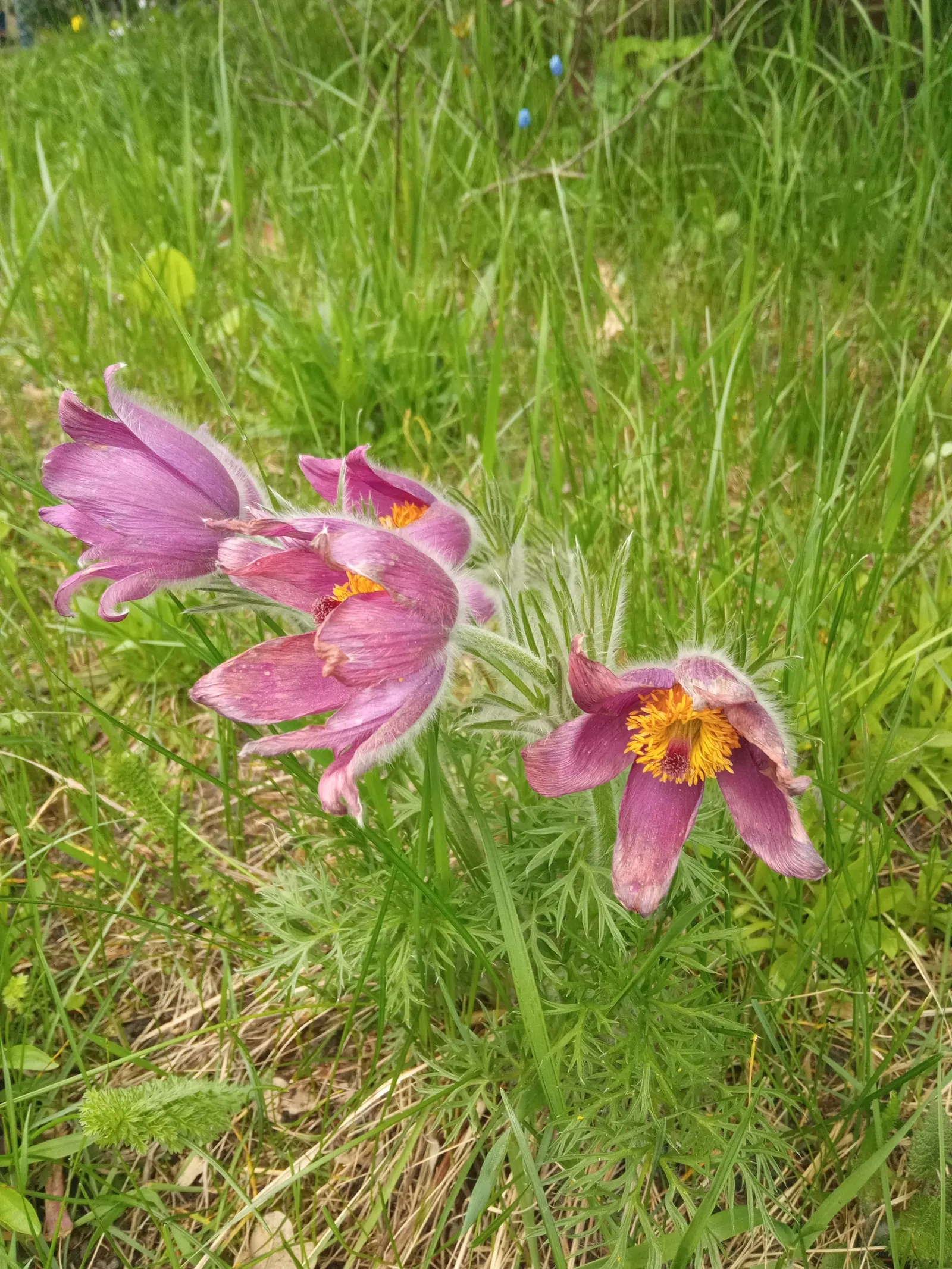 Pasque Flower (Pulsatilla Vulgaris) — textured backdrop for its showy blossoms