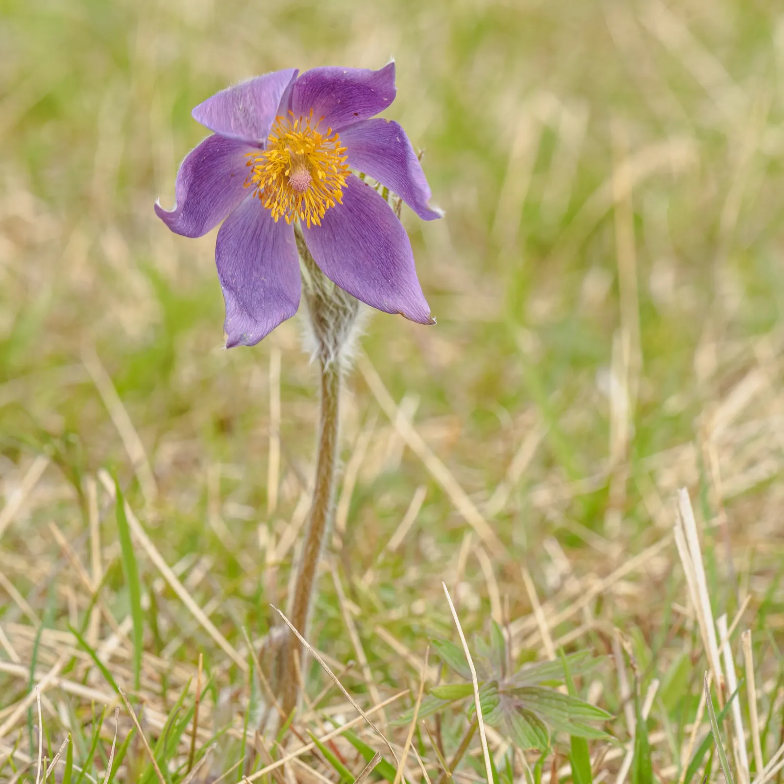 Pasque Flower (Pulsatilla Vulgaris) — the Pasque Flower's distinctive seed heads develop; making it an excellent low-growing ground cover or border, image 114