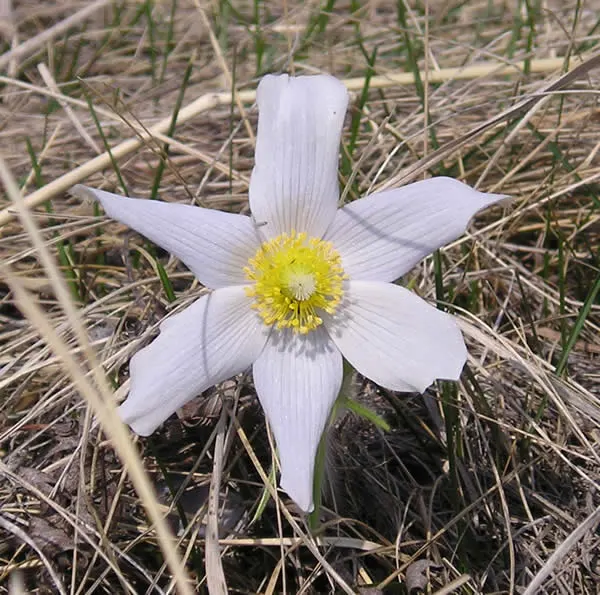 Pasque Flower (Pulsatilla Vulgaris) — The Pasque Flower (Pulsatilla vulgaris) is a captivating perennial; this European native prefers well-drained, image 61