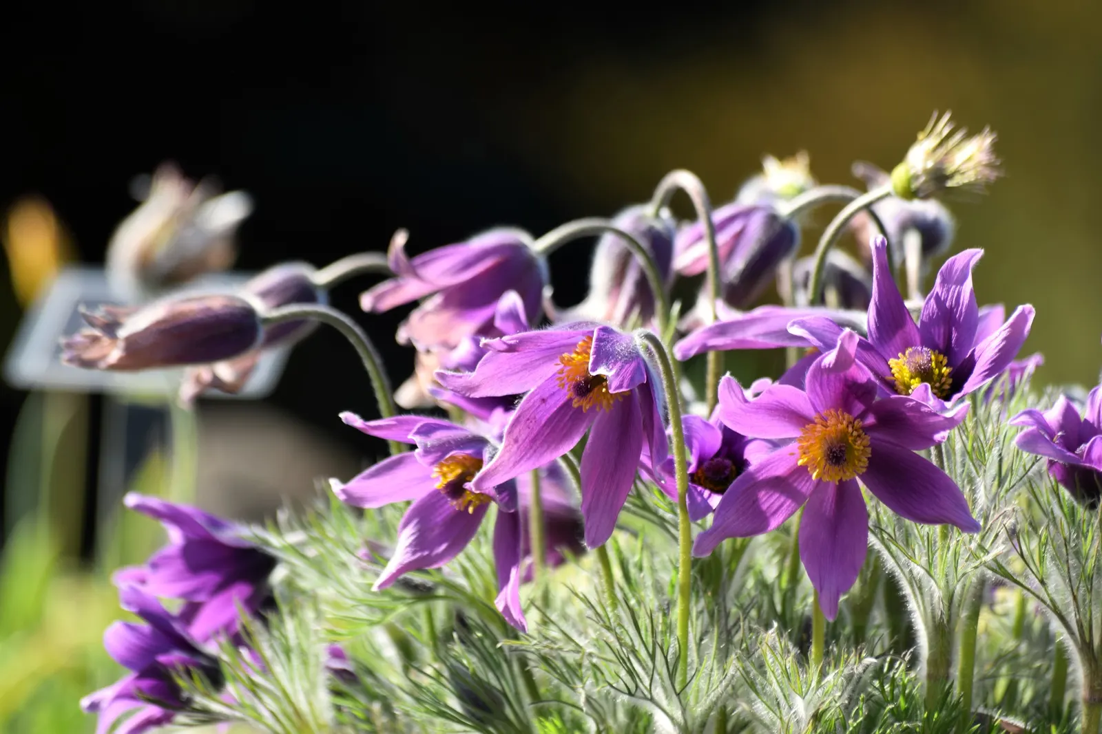 Pasque Flower (Pulsatilla Vulgaris) — the Pasque Flower's distinctive seed heads develop