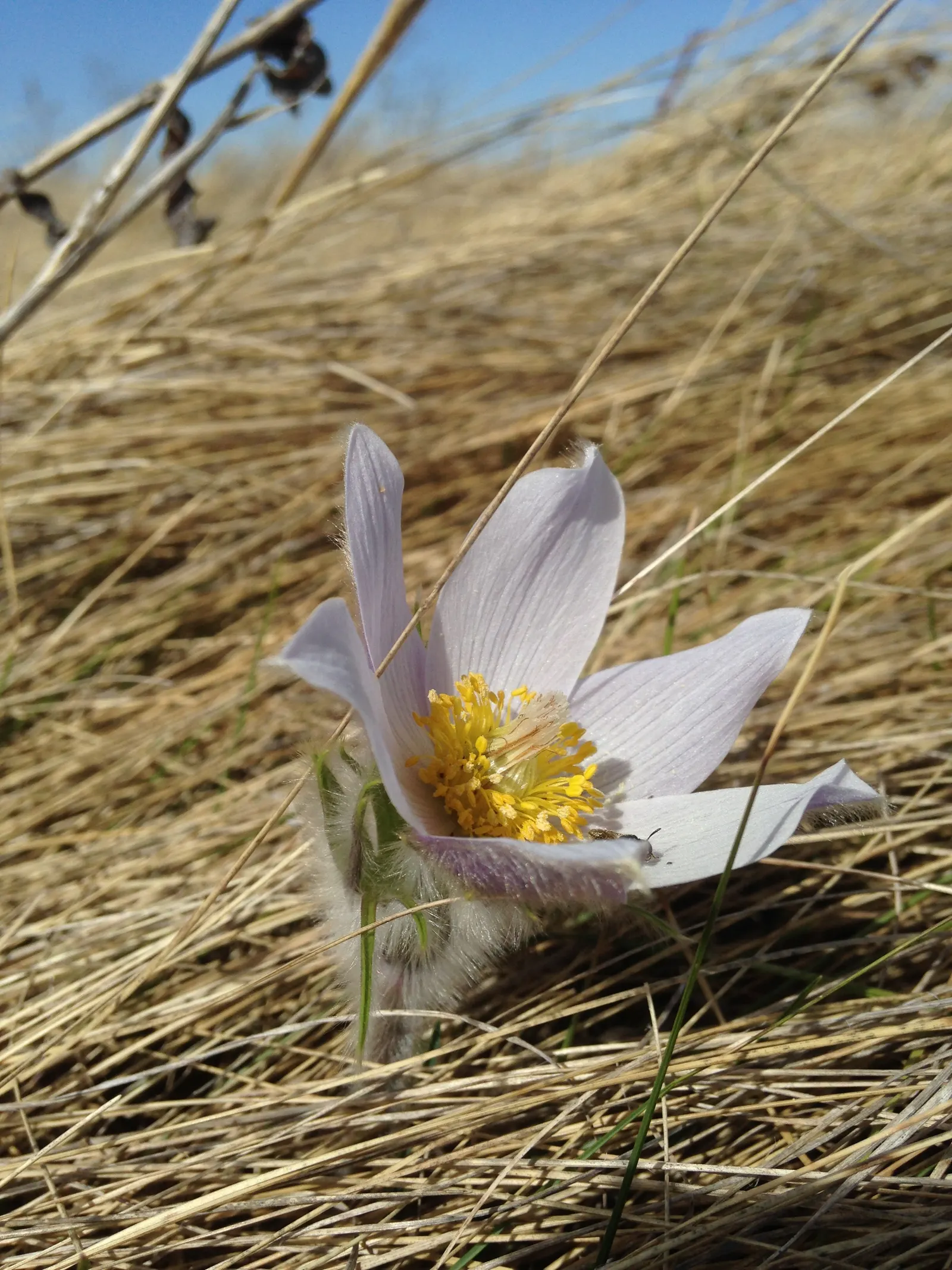 Pasque Flower (Pulsatilla Vulgaris) — Appreciated for its ornamental value