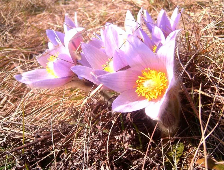 Pasque Flower (Pulsatilla Vulgaris) — adding a warm contrast.<br><br>As the season progresses