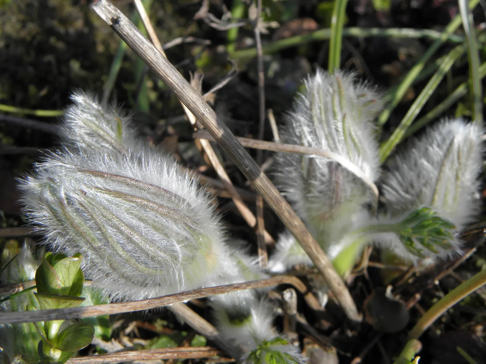 Pasque Flower (Pulsatilla Vulgaris) — is a charming and resilient herbaceous perennial that brings early spring color to the landscape; followed by, image 70