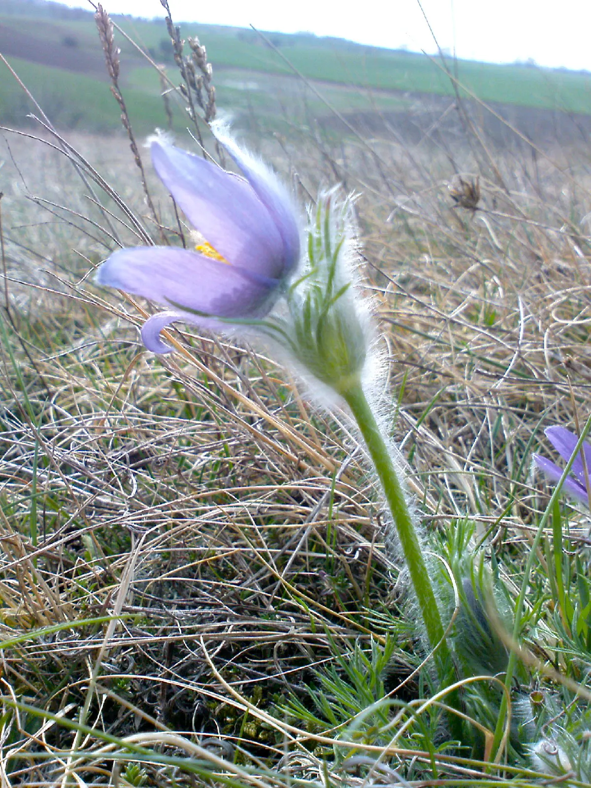 Pasque Flower (Pulsatilla Vulgaris) — textured backdrop for its showy blossoms; as Pulsatilla vulgaris is sensitive to excessive moisture, image 167