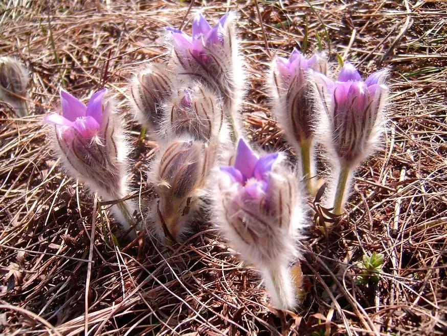 Pasque Flower (Pulsatilla Vulgaris) — and even white varieties exist for a softer accent