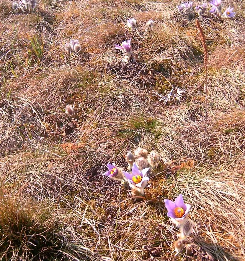 Pasque Flower (Pulsatilla Vulgaris) — ensure the planting site has well-draining soil