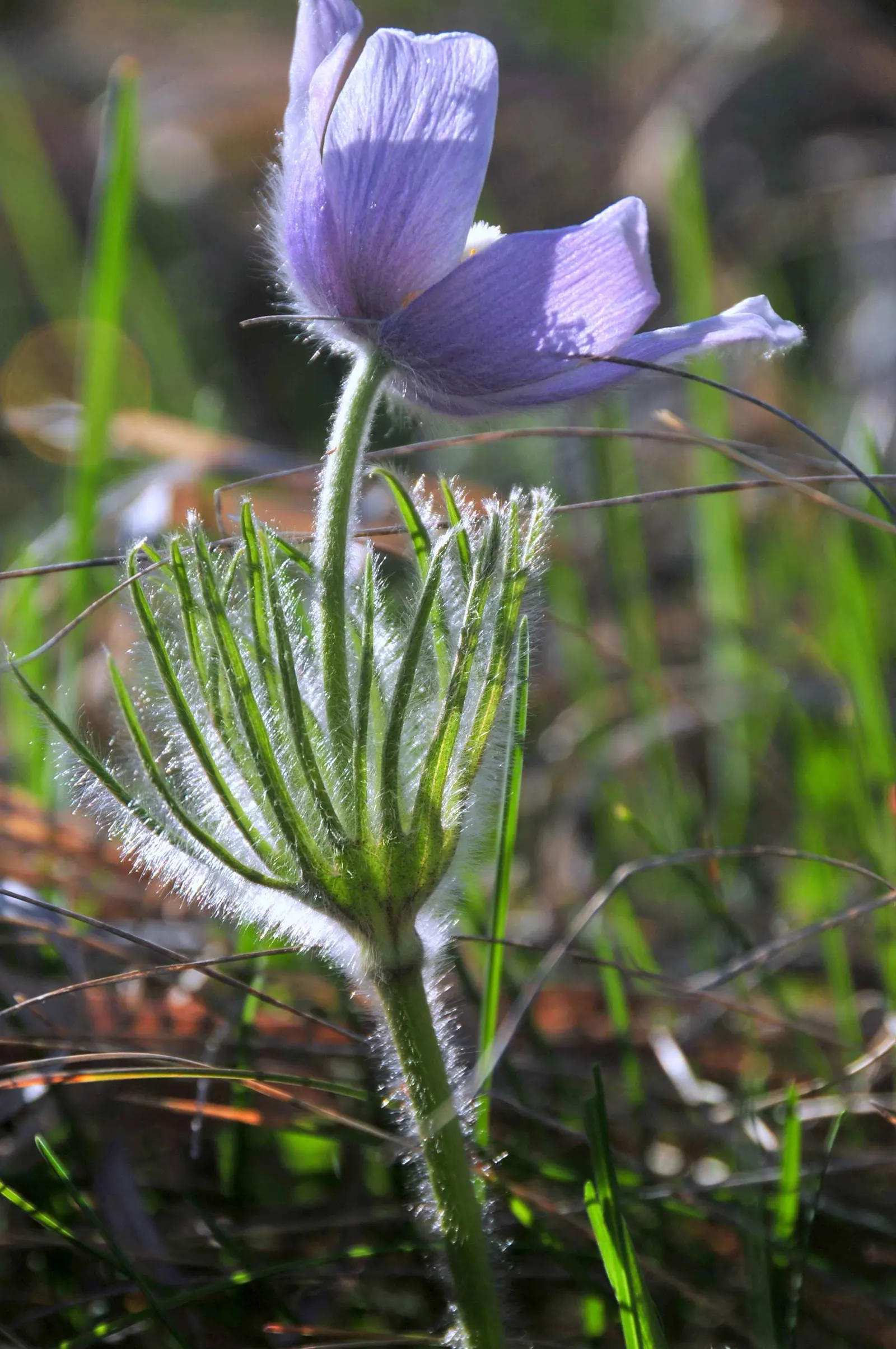 Pasque Flower (Pulsatilla Vulgaris) — this plant is hardy in USDA zones 4 to 8 and thrives in full sun to partial shade; and even white varieties exist for a