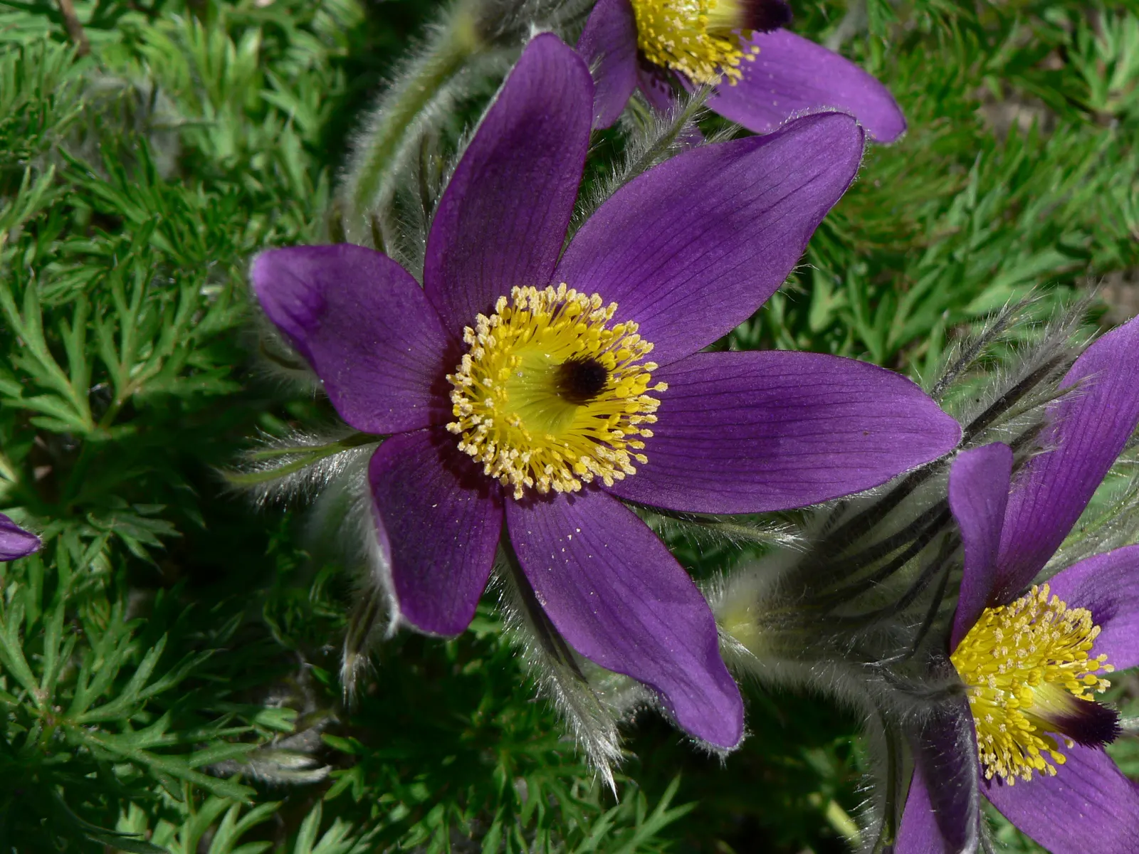Pasque Flower (Pulsatilla Vulgaris) — Their vibrant colors range from deep violet and lavender to red