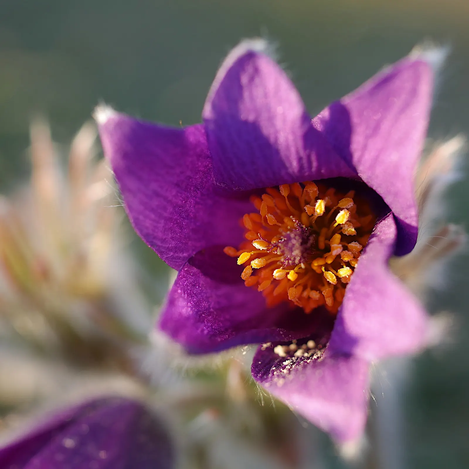 Pasque Flower (Pulsatilla Vulgaris) — followed by distinctive feathery seed heads; fern-like foliage that emerges with a silvery hue, image 97