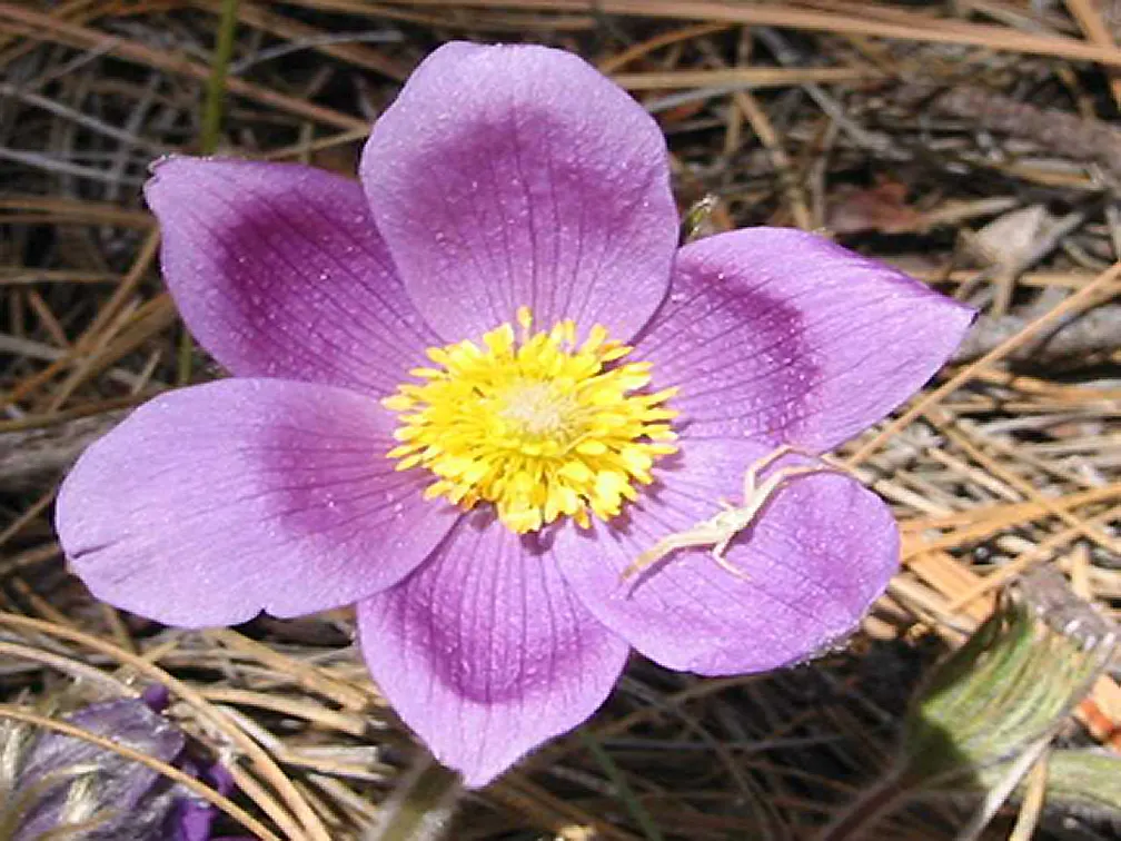 Pasque Flower (Pulsatilla Vulgaris) — ensure the planting site has well-draining soil; each bloom is crowned with golden-yellow stamens, image 85