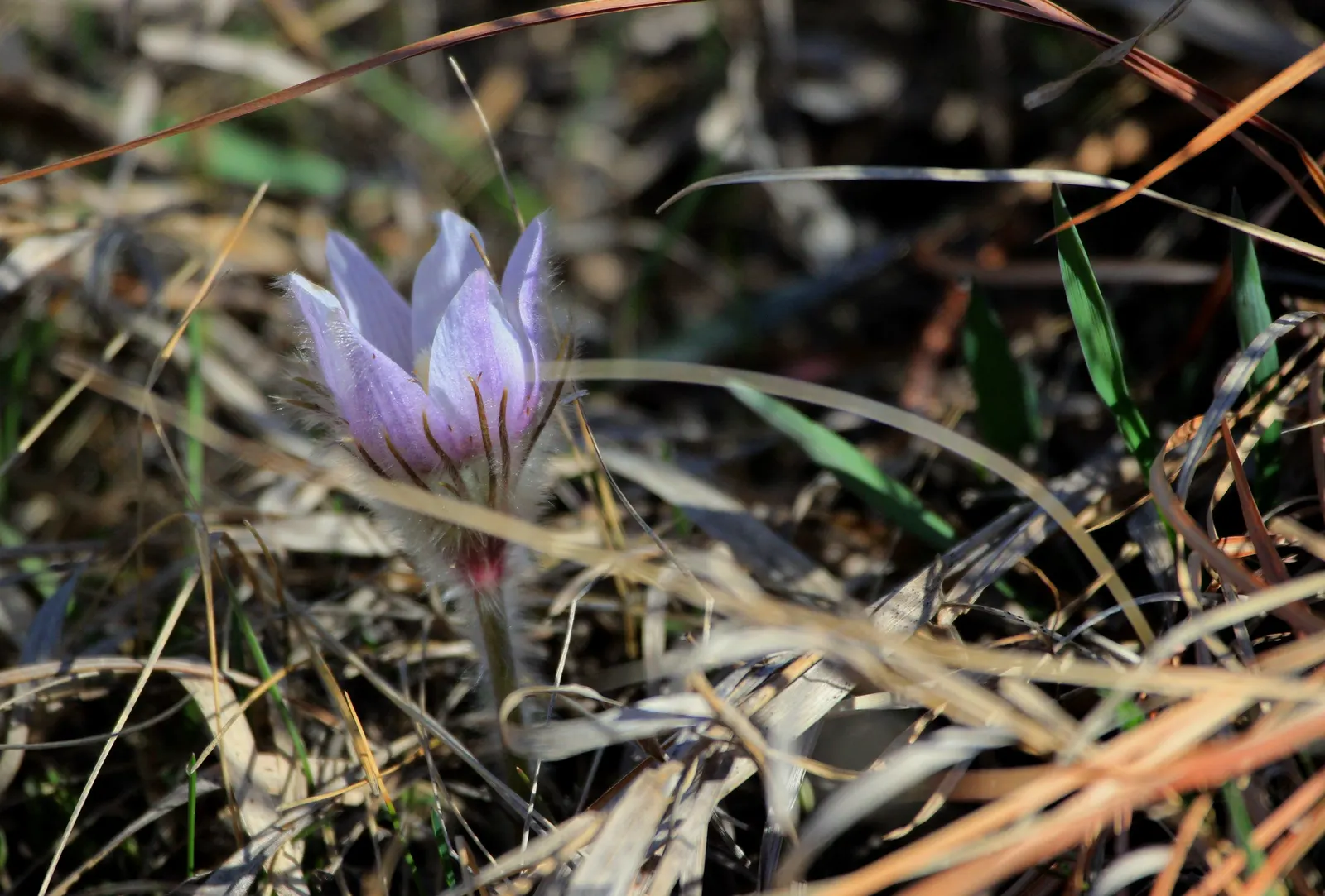 Pasque Flower (Pulsatilla Vulgaris) — textured backdrop for its showy blossoms; as Pulsatilla vulgaris is sensitive to excessive moisture, image 107