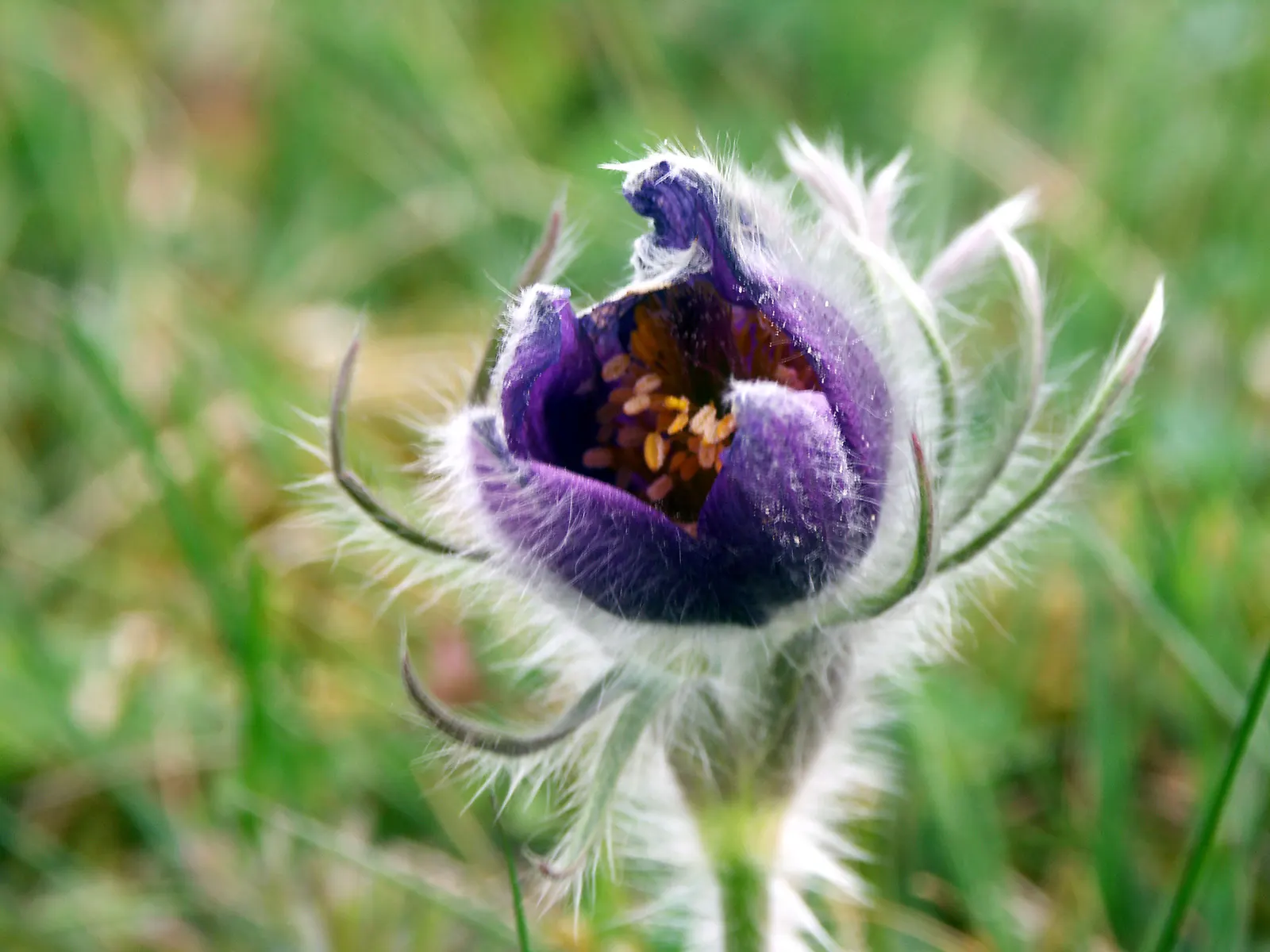 Pasque Flower (Pulsatilla Vulgaris) — blue flowers in the garden; appreciated for its ornamental value