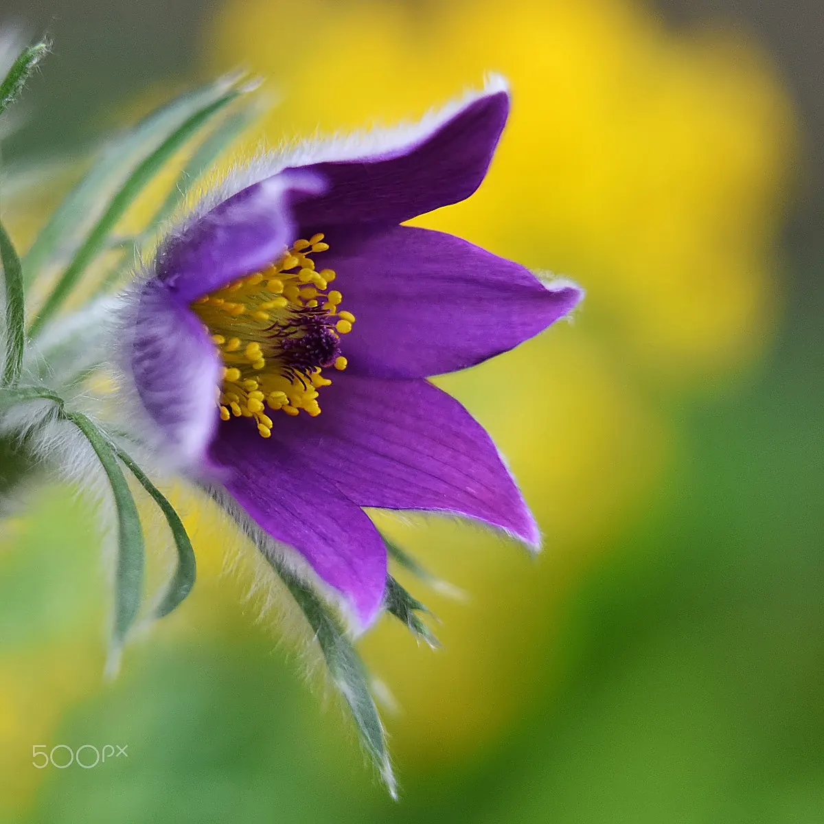 Pasque Flower (Pulsatilla Vulgaris) — Their vibrant colors range from deep violet and lavender to red; textured backdrop for its showy blossoms, image 170